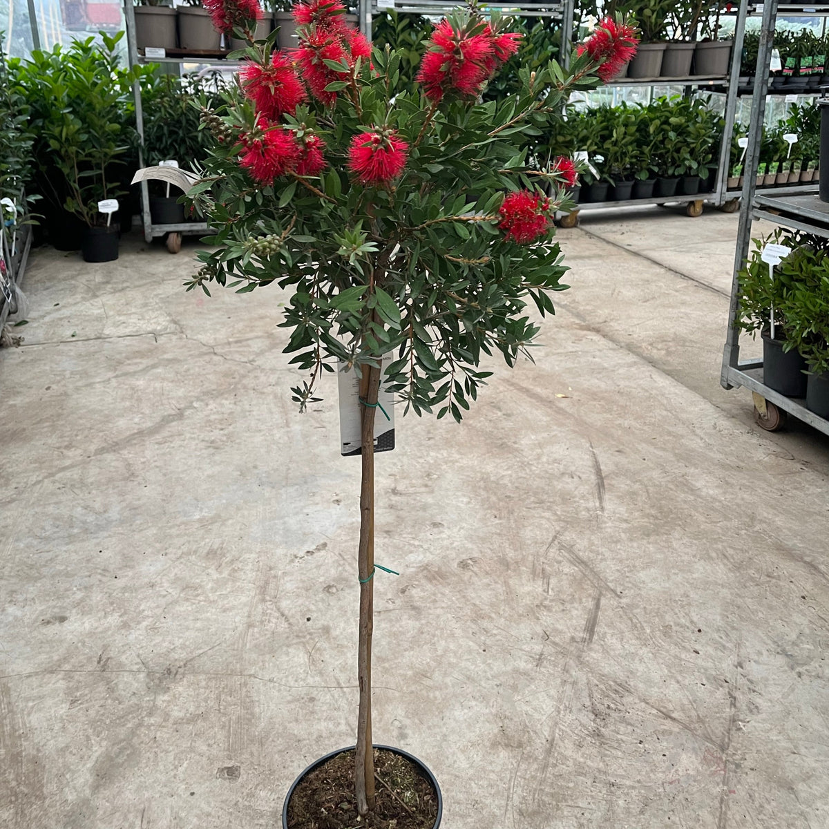 Standard Callistemon &#39;Kingpark&#39; (Bottle Brush) 4L (90-100cm)
