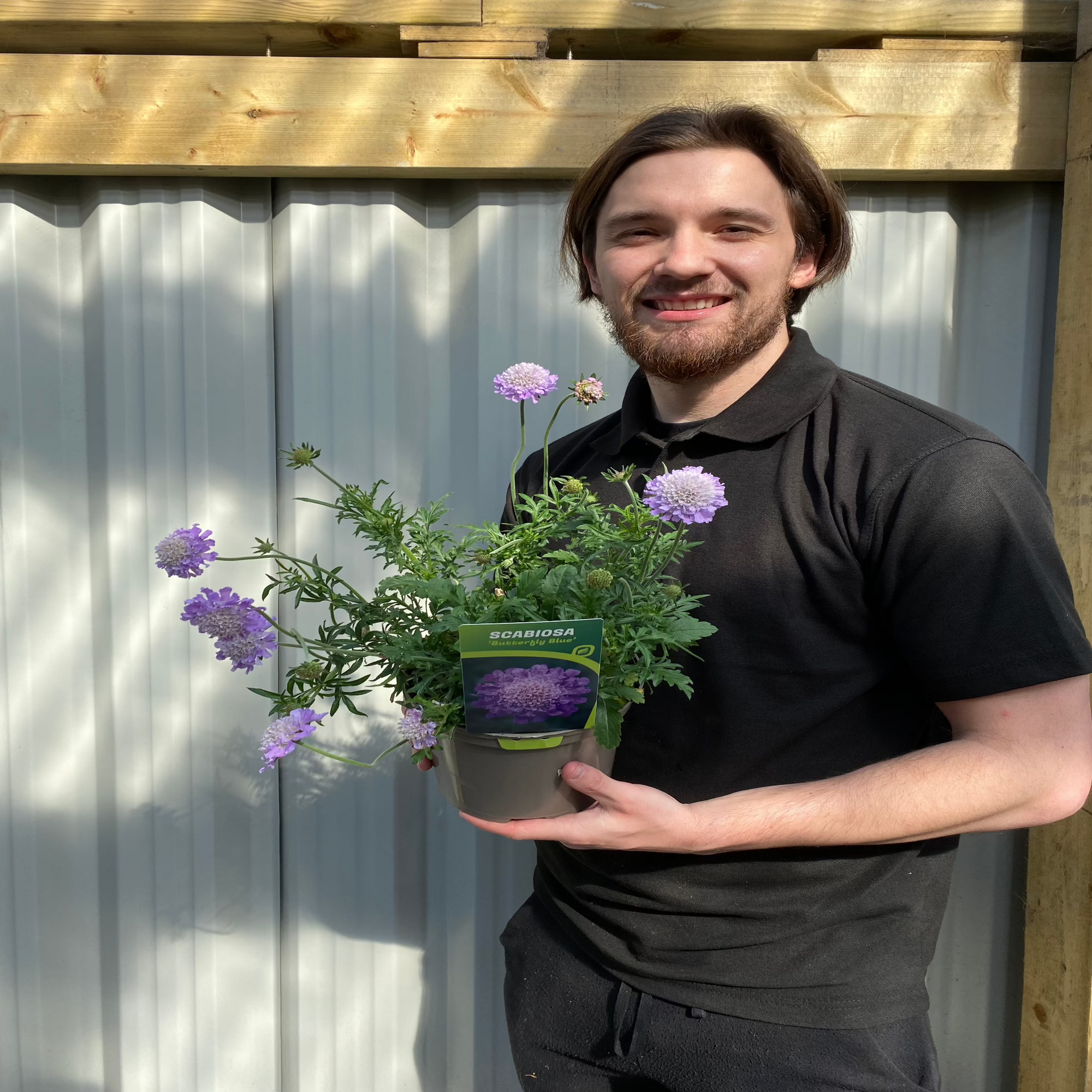 Scabiosa 'Flutter Deep Blue' 2L