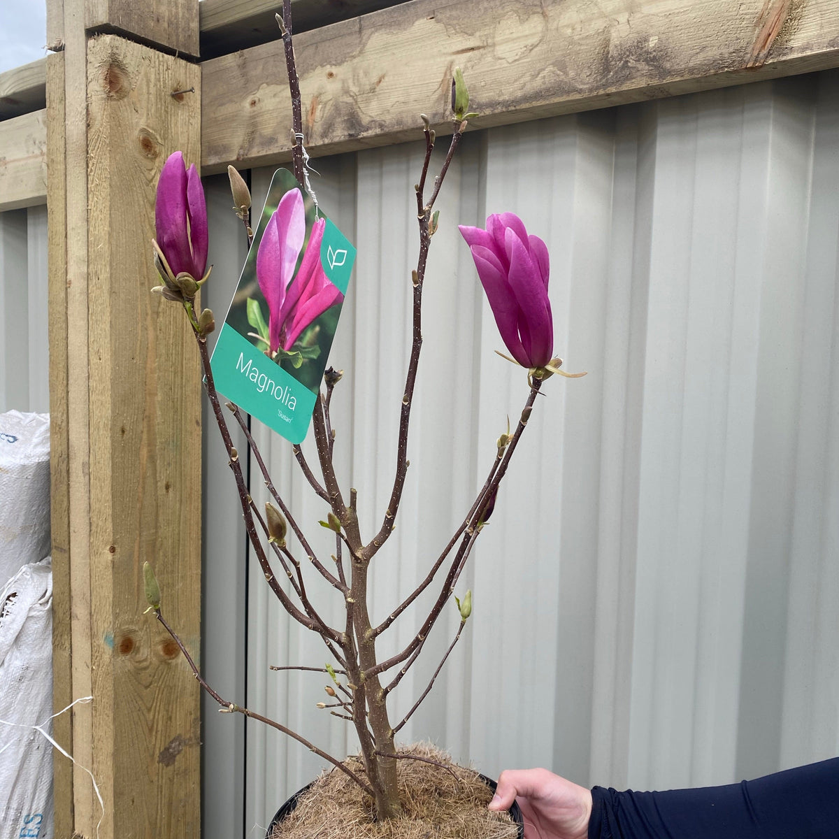 A person holds a Magnolia &#39;Susan&#39; 9cm - 3L with purple buds and a Magnolia label, displaying its compact growth in front of a wooden post and metal fence.
