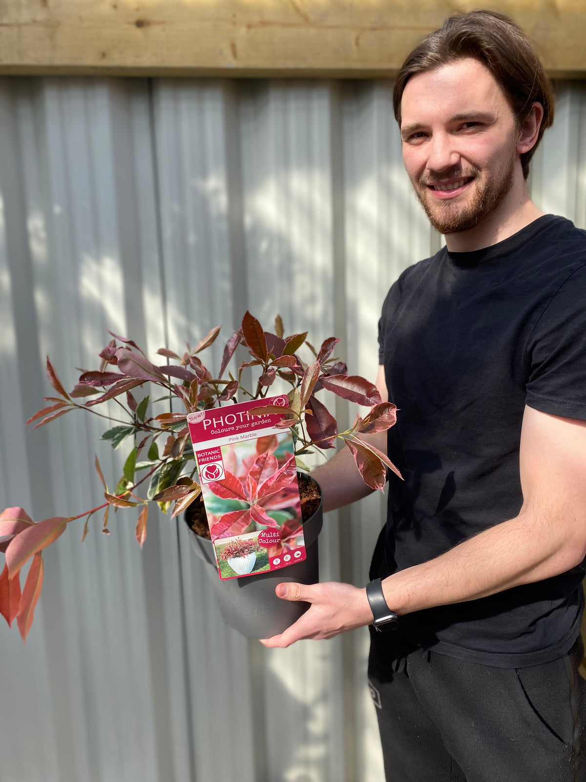 A smiling person in a black t-shirt holds a potted Photinia fraseri &#39;Pink Marble&#39; 3L with pink-red leaves and a PHOTINIA label. Behind them is a wooden fence with metal panels, perfectly framing this vibrant patio plant.
