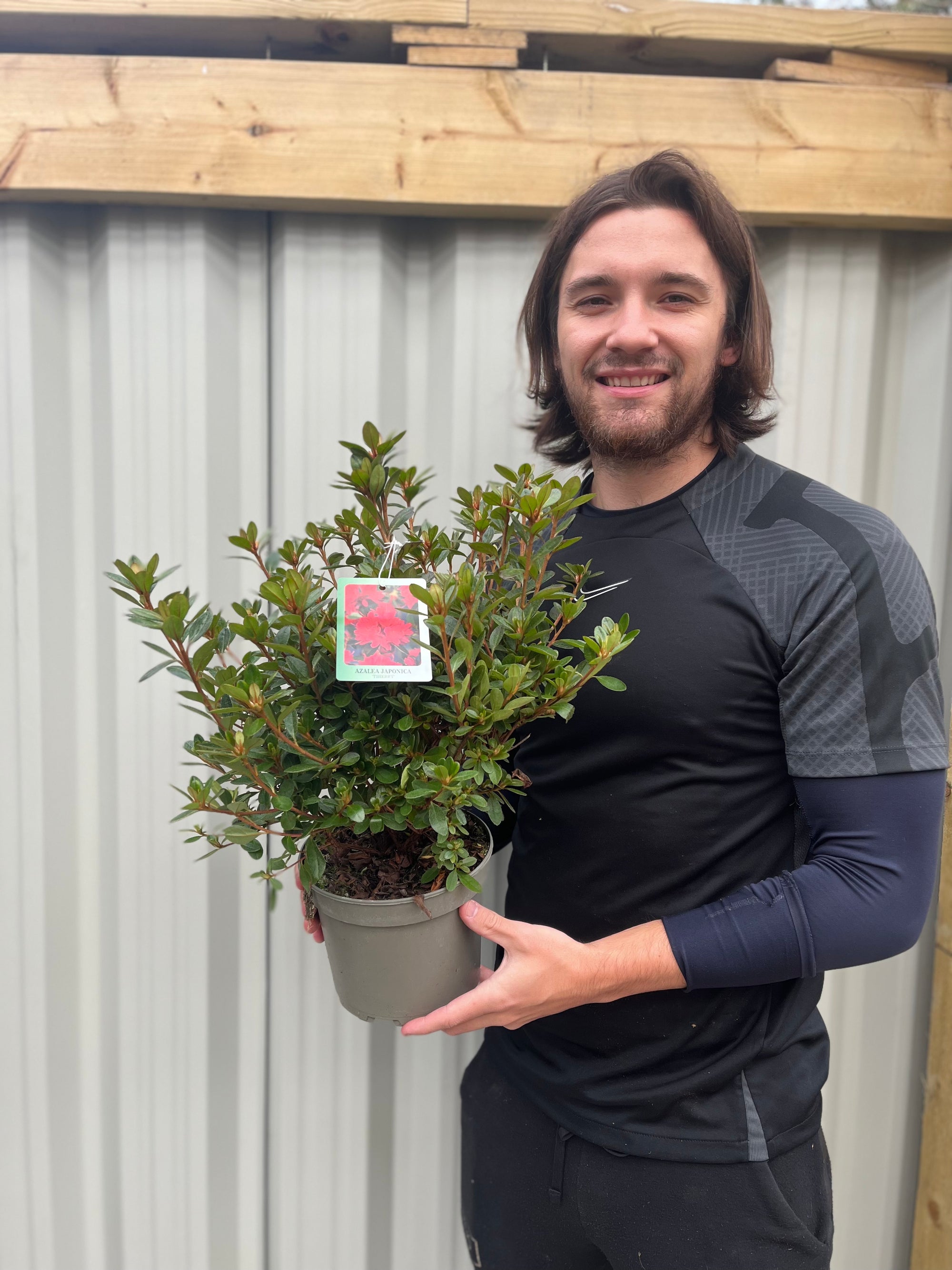 Azalea japonica 'Thierry' 2L