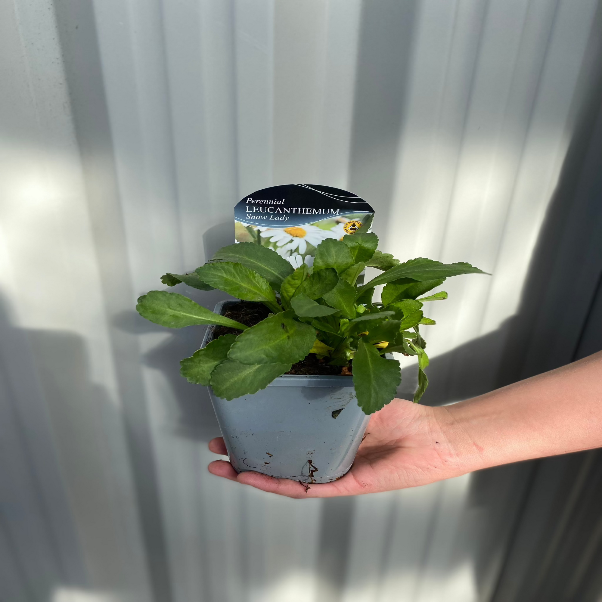 Leucanthemum 'Snow Lady' 9cm Pot