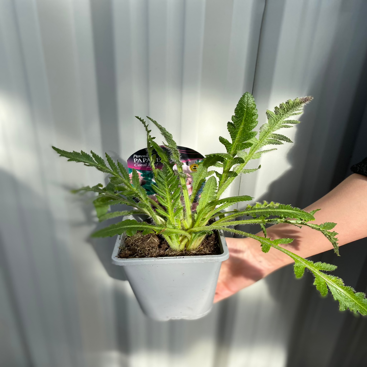 A person holds a Papaver - Coral Reef Poppy 1L, its spiky green leaves vibrant in the sunlight, in front of a corrugated metal backdrop—perfect for adding standout color to any garden display.