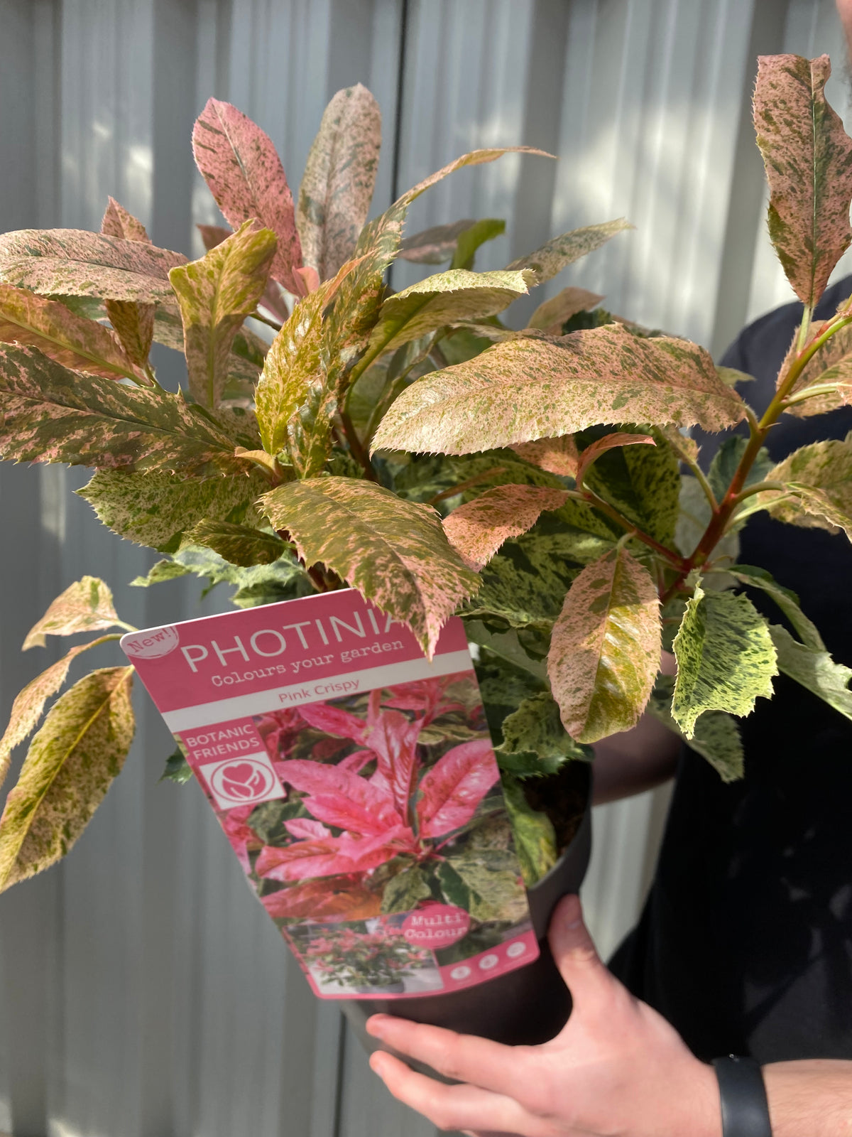 A person holds a Photinia serratifolia &#39;Pink Crispy&#39; 3L, an evergreen shrub with green and pink variegated leaves. The pot’s tag displays “PHOTINIA” and care tips. A corrugated background highlights this popular hedge plant. Multibuy offers available.