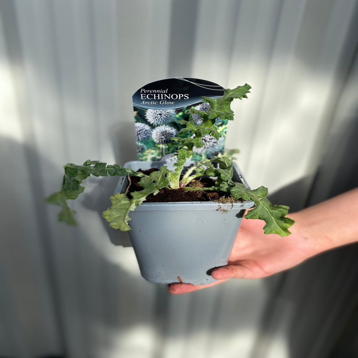 A hand holds a 1L pot of Echinops sphaerocephalus &#39;Artic Glow&#39;, a leafy green perennial. A label with its globe-shaped flower image is in the soil, against blurred metal siding.