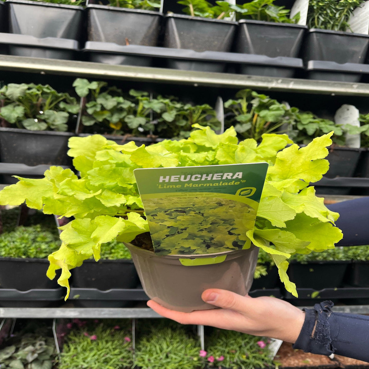 Heuchera &#39;Lime Marmalade&#39; 9cm / 2L