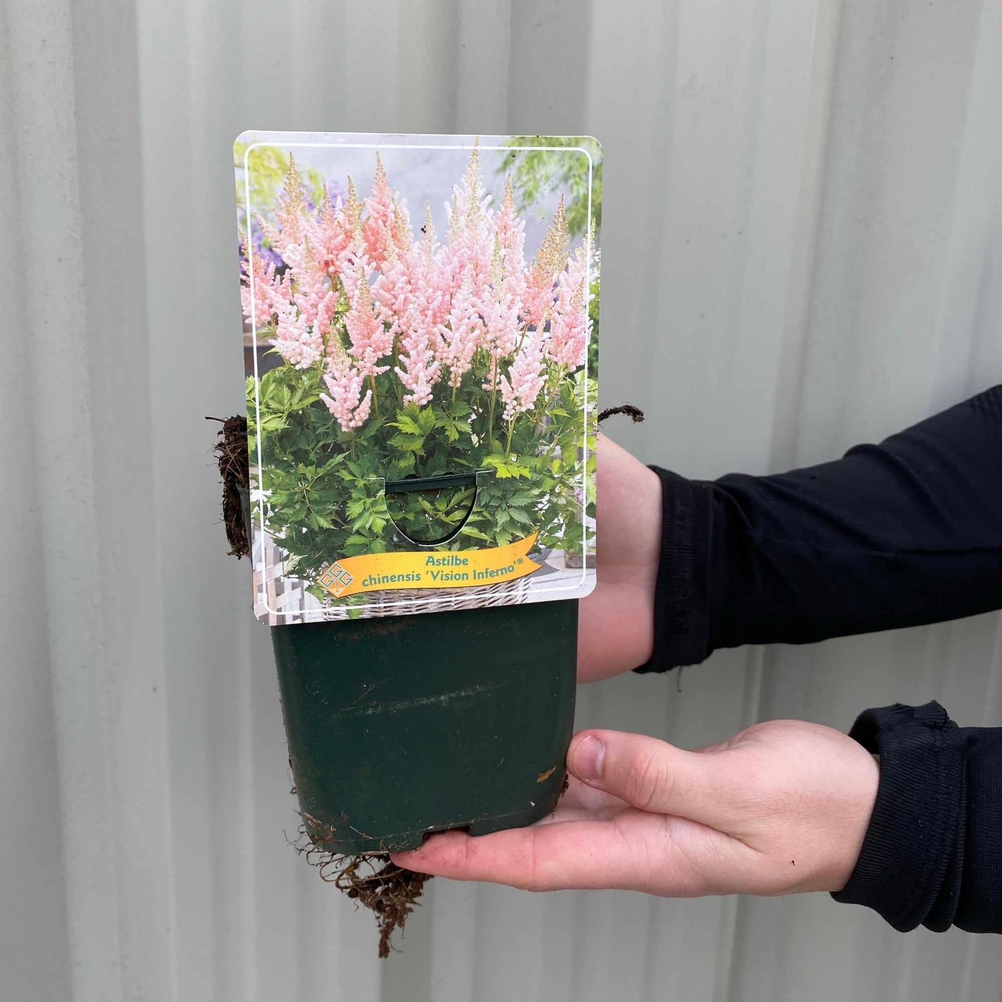 Astilbe 'Vision Inferno' Pink - 1.5L