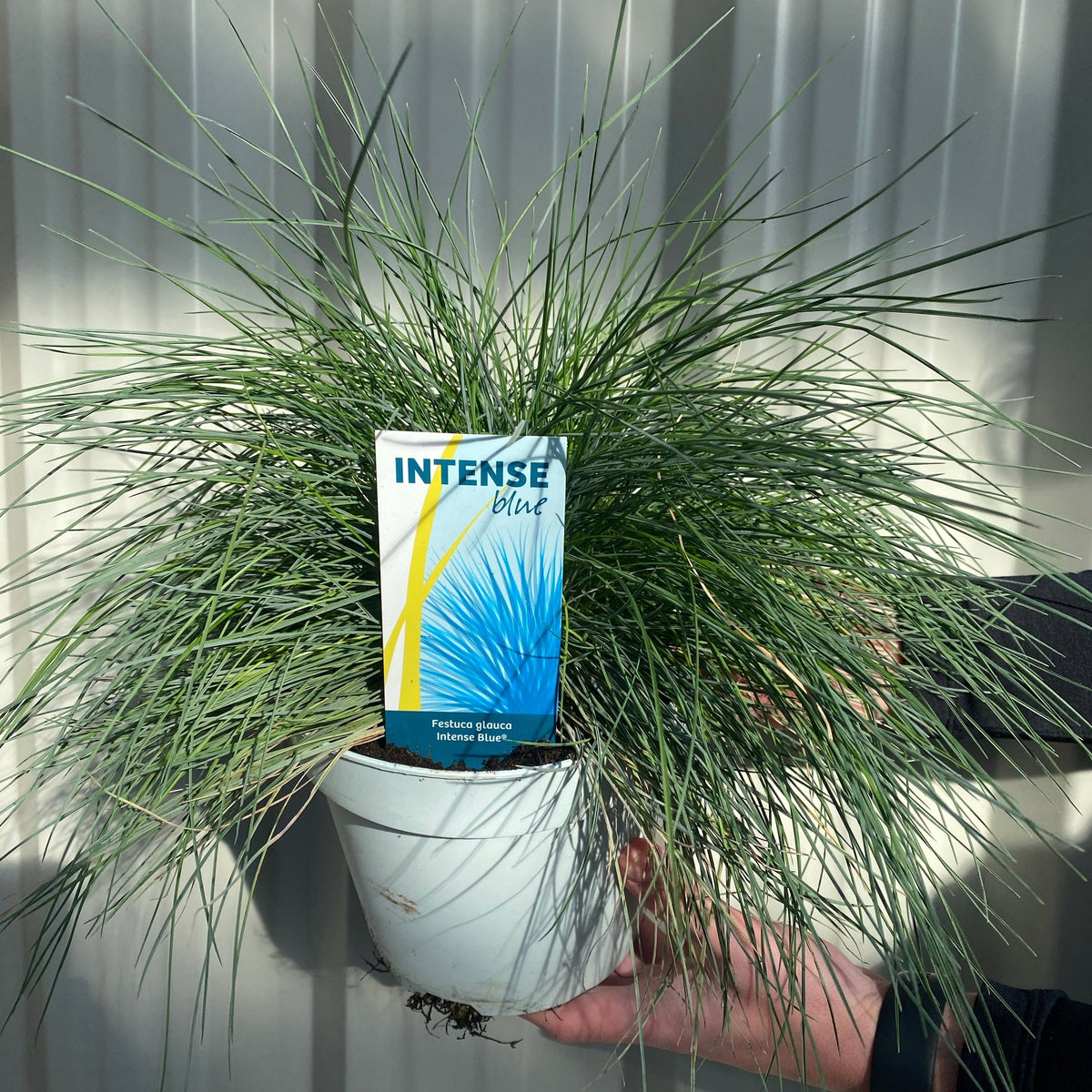 A person holds a white pot containing Festuca Elijah Blue grass, featuring striking blue foliage, in front of a light corrugated metal background.