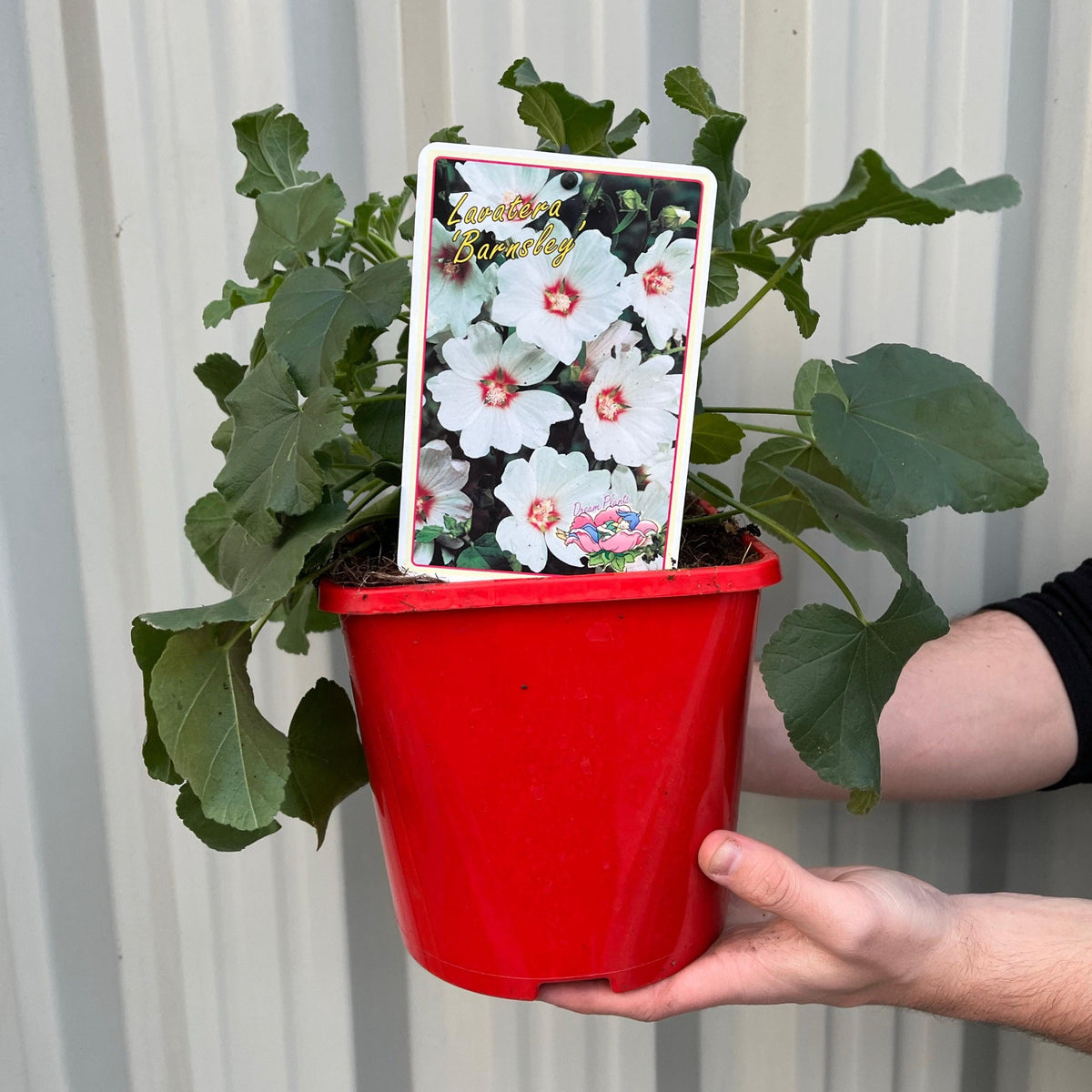 Lavatera &#39;Barnsley&#39; 9cm / 2L