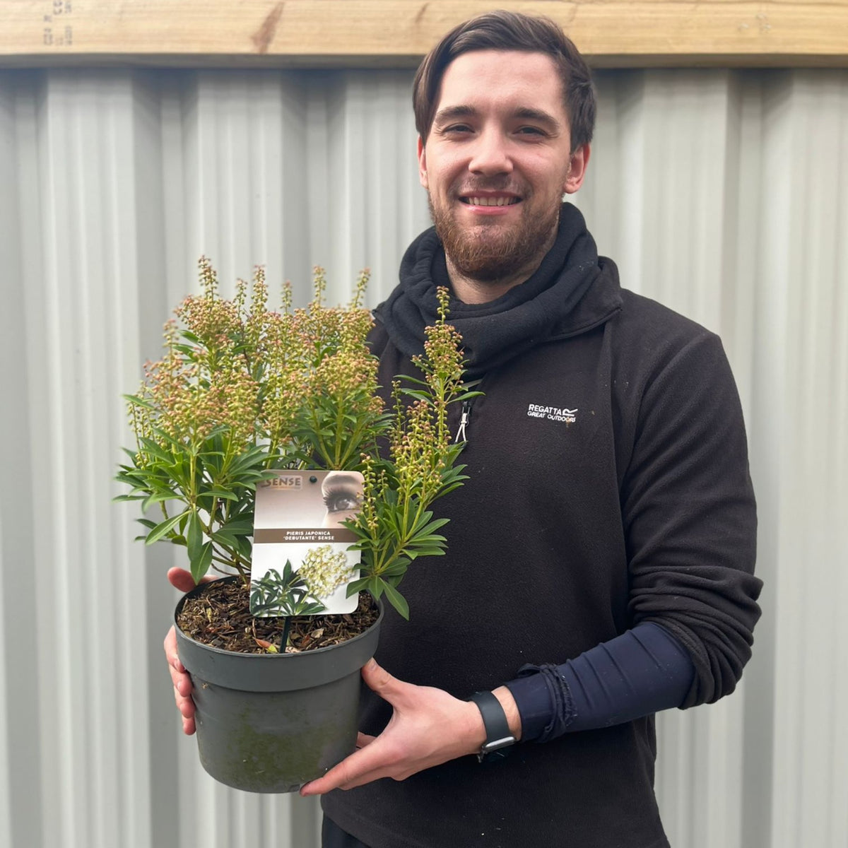 A man in a black hoodie smiles while holding a Pieris japonica &#39;Debutance&#39; 3L, its green leaves and small buds visible, as he stands in front of a corrugated metal wall.