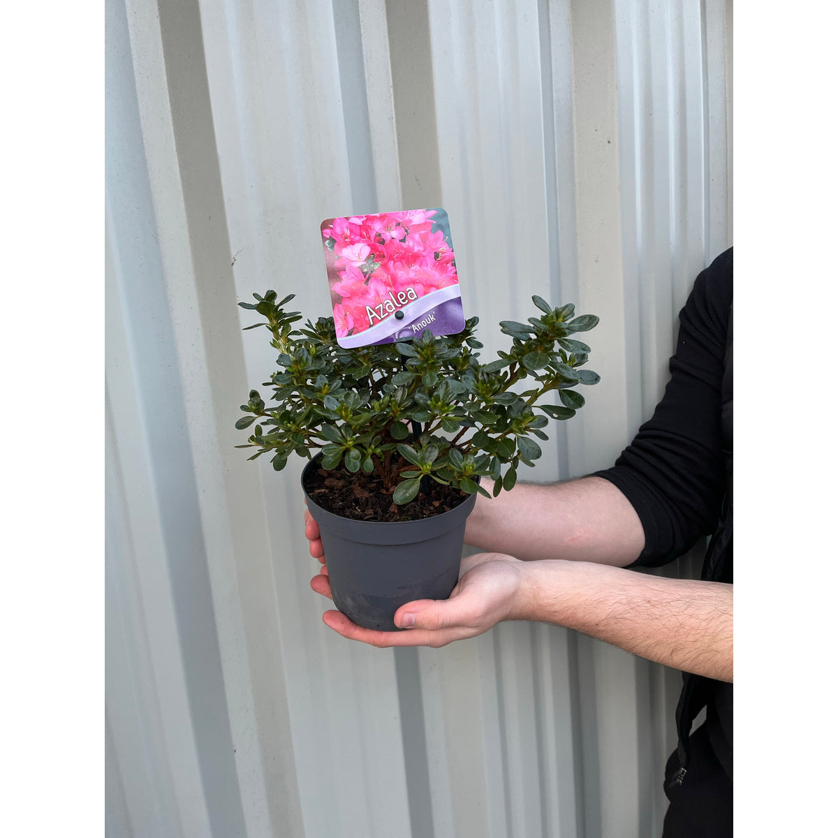 A person holds an Azalea &#39;Anouk&#39; 1L with lush green leaves; the pot’s label features pink azaleas. Ideal for garden displays, this evergreen shrub is pictured in front of a corrugated metal wall.