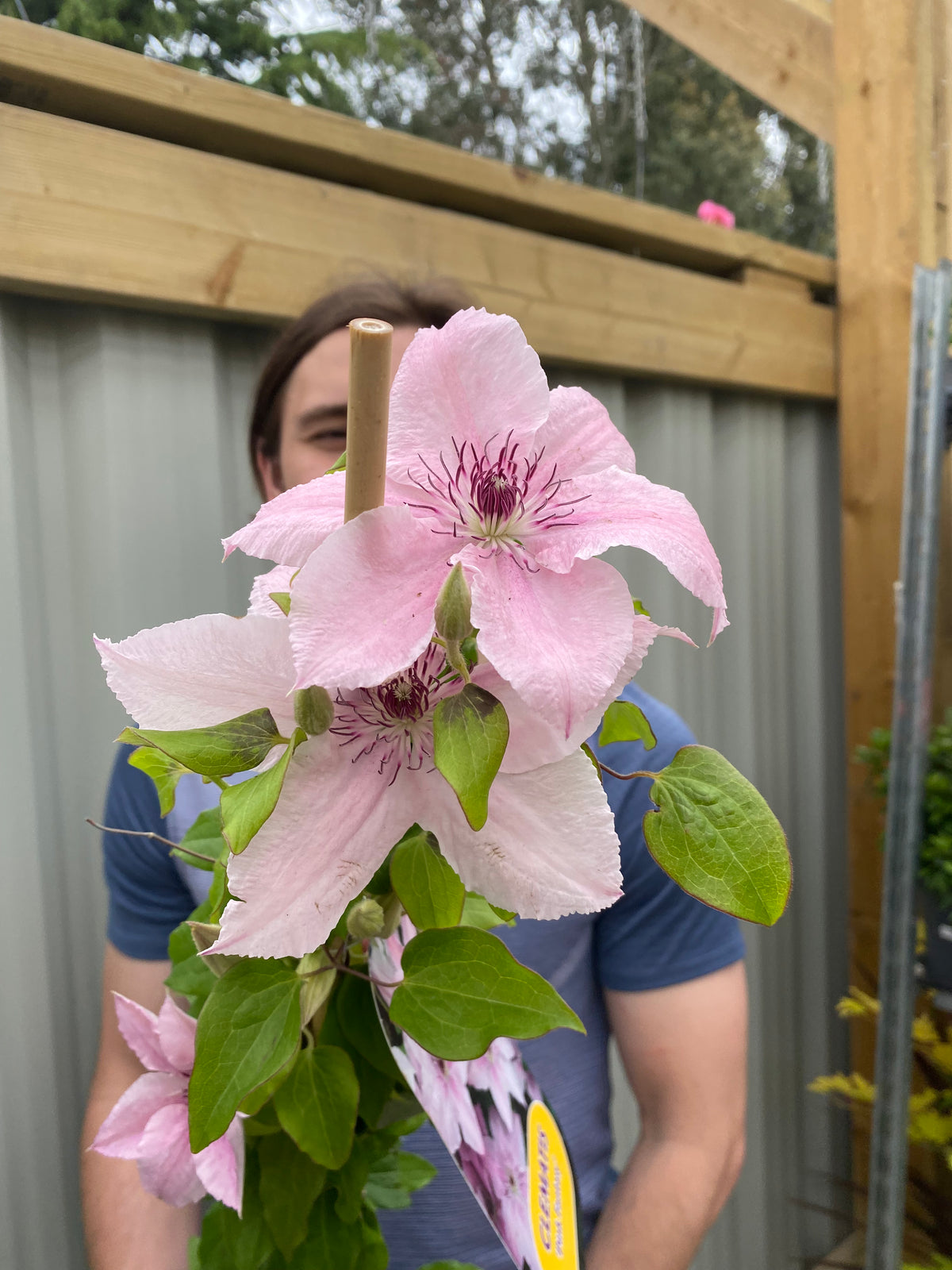 Clematis &#39;Pink Fantasy&#39; 90-95cm