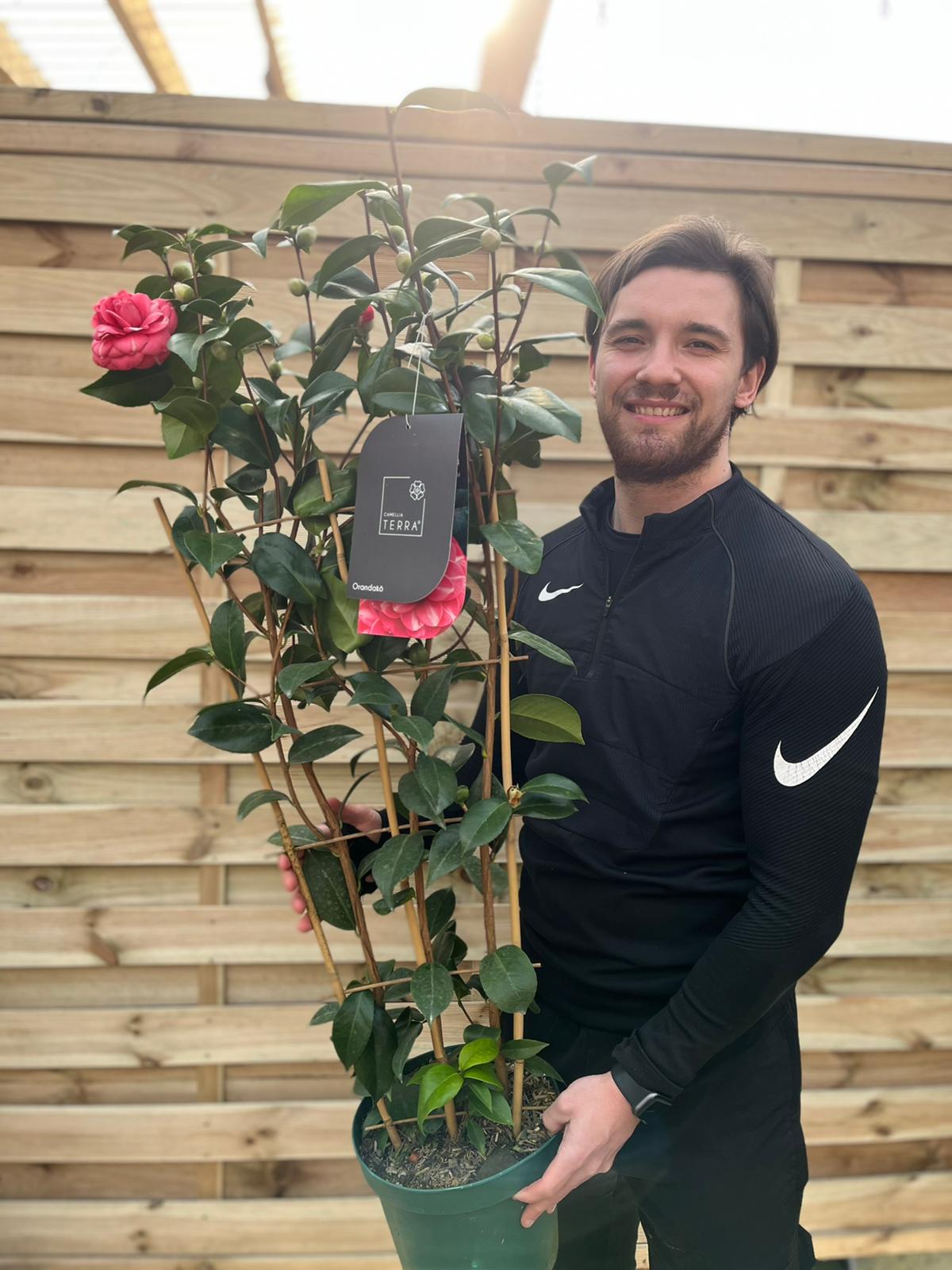 Camellia &#39;Orandako&#39; 1L / 5L (100cm)