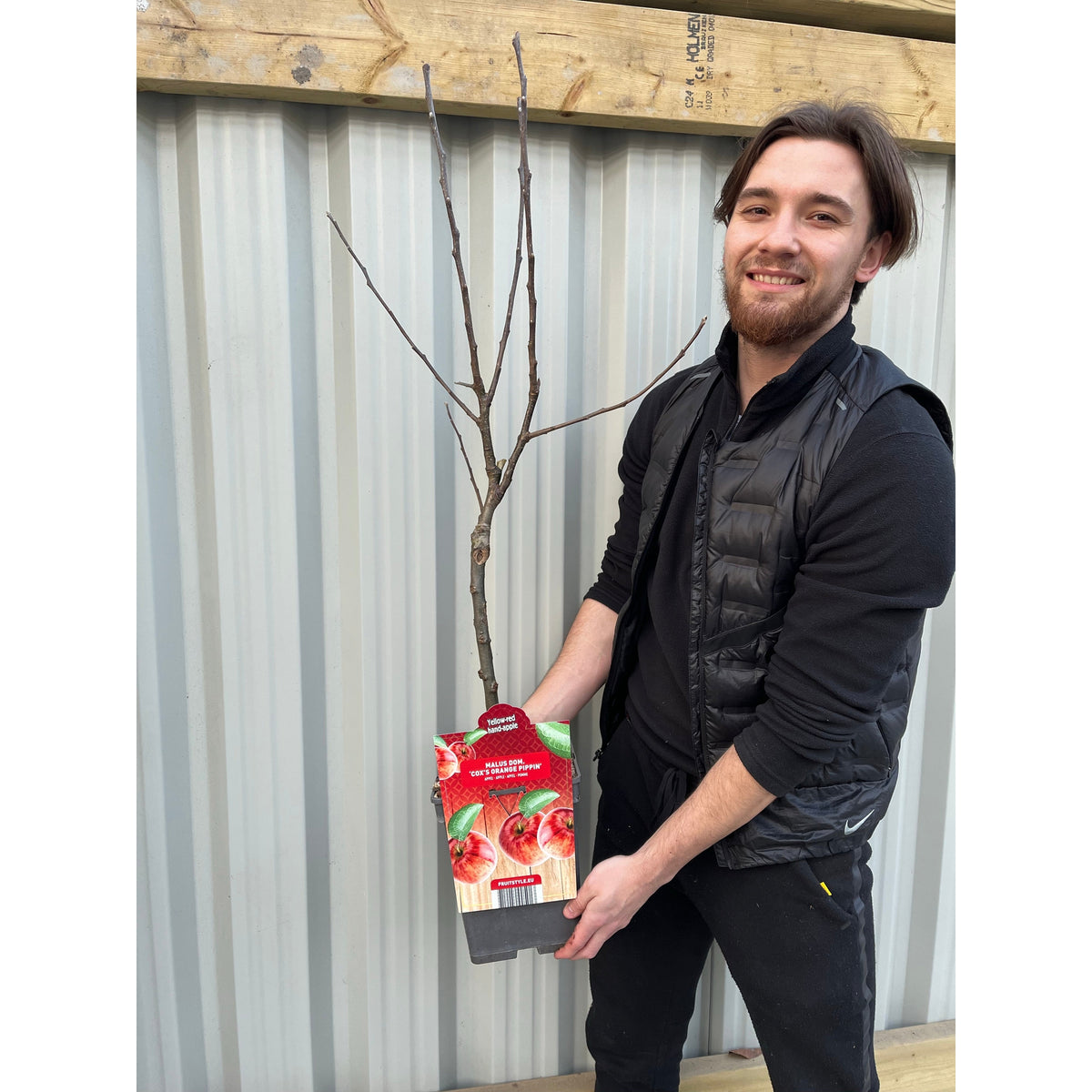 &#39;Cox&#39;s Orange Pippin&#39; Dwarf/Patio Apple Tree  1m