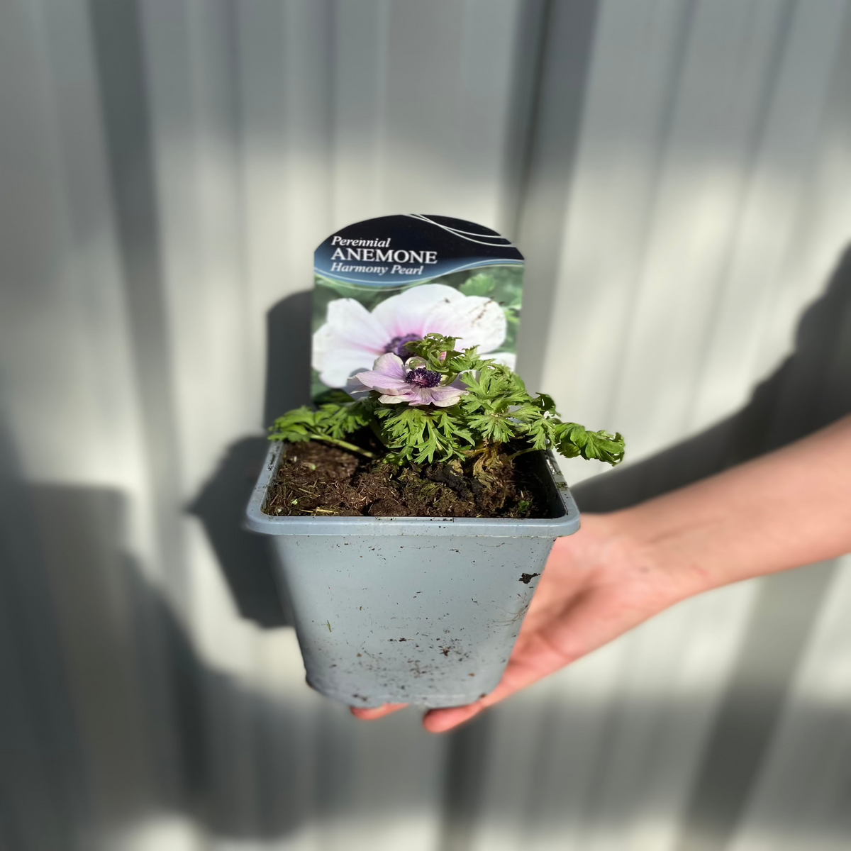 Anemone coronaria Harmony Pearl 1L