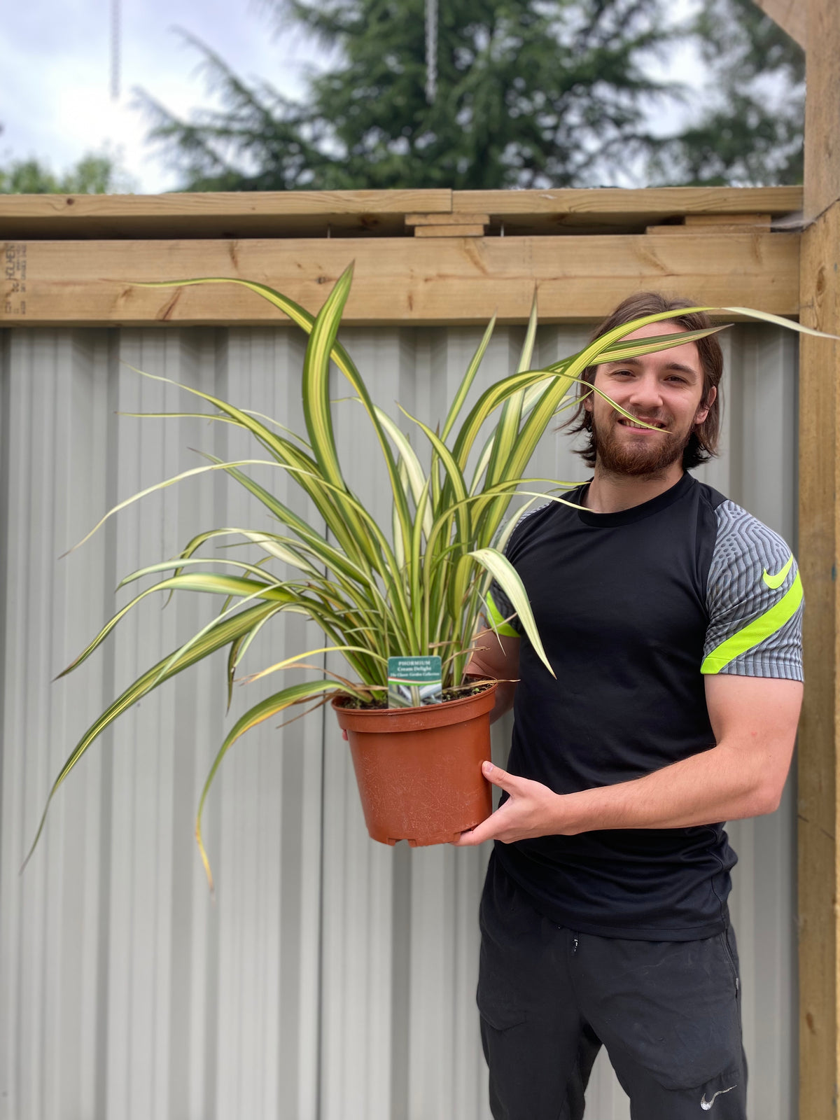 A bearded man in a black and neon green shirt smiles while holding a large Phormium &#39;Cream Delight&#39; 60-70cm outdoors, in front of a wooden and metal structure.