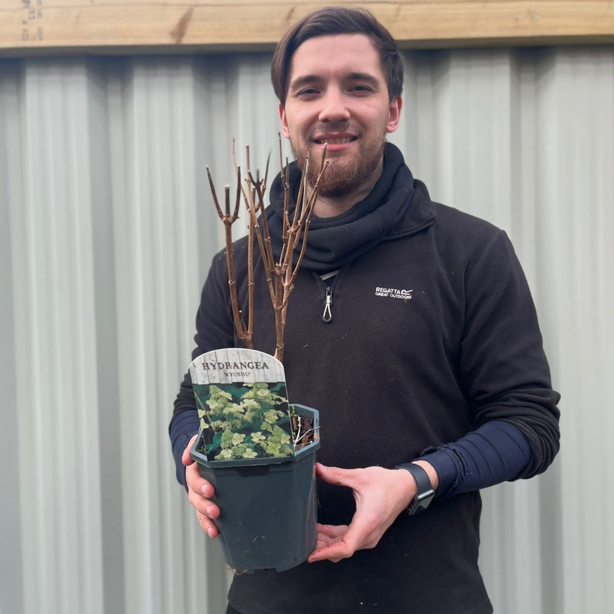 A man in a black jacket and scarf smiles while holding a Hydrangea paniculata &#39;Kyushu&#39; 2/9.5L with bare branches; corrugated metal and wooden beams are in the background.