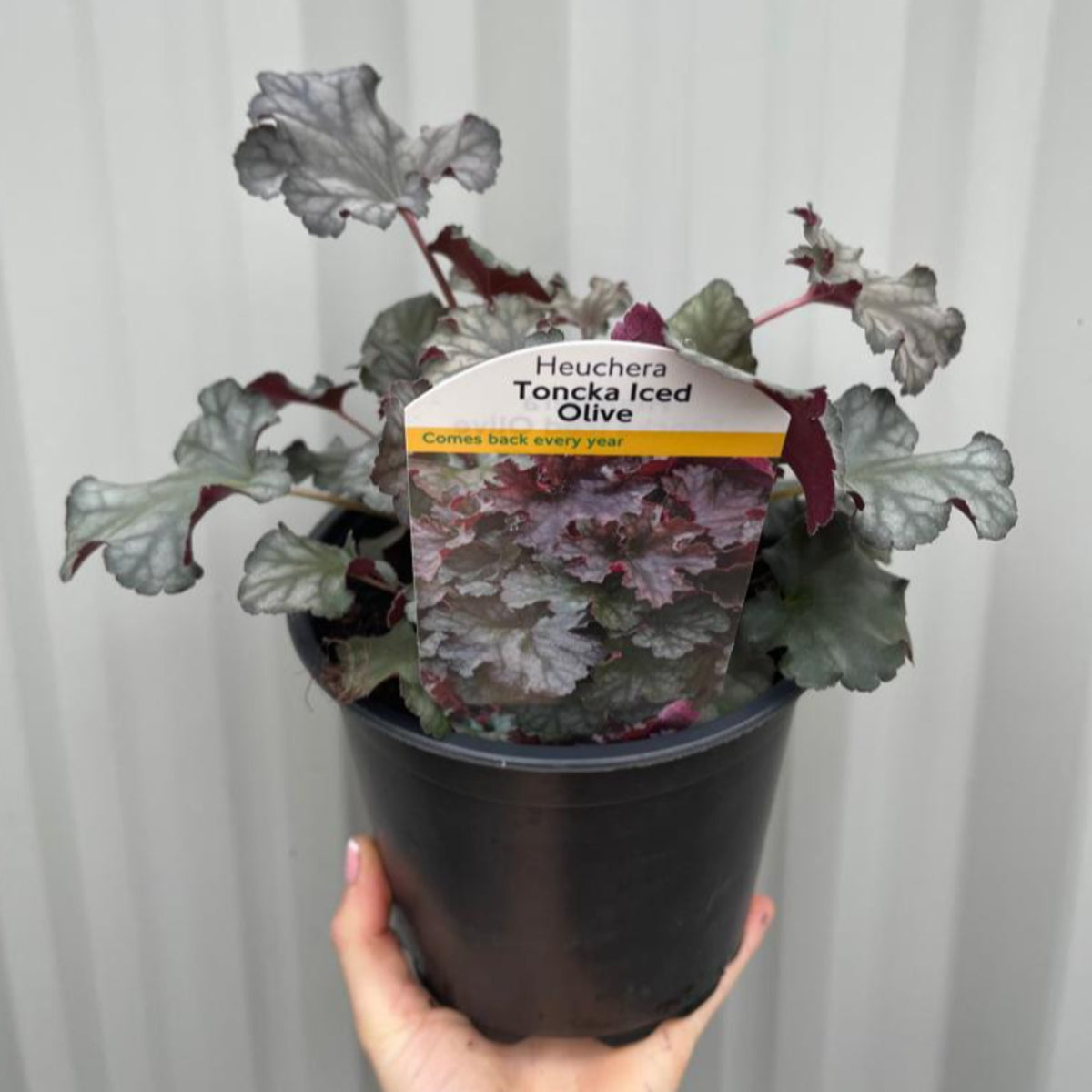 Heuchera &#39;Toncka Iced Olive&#39; 2L