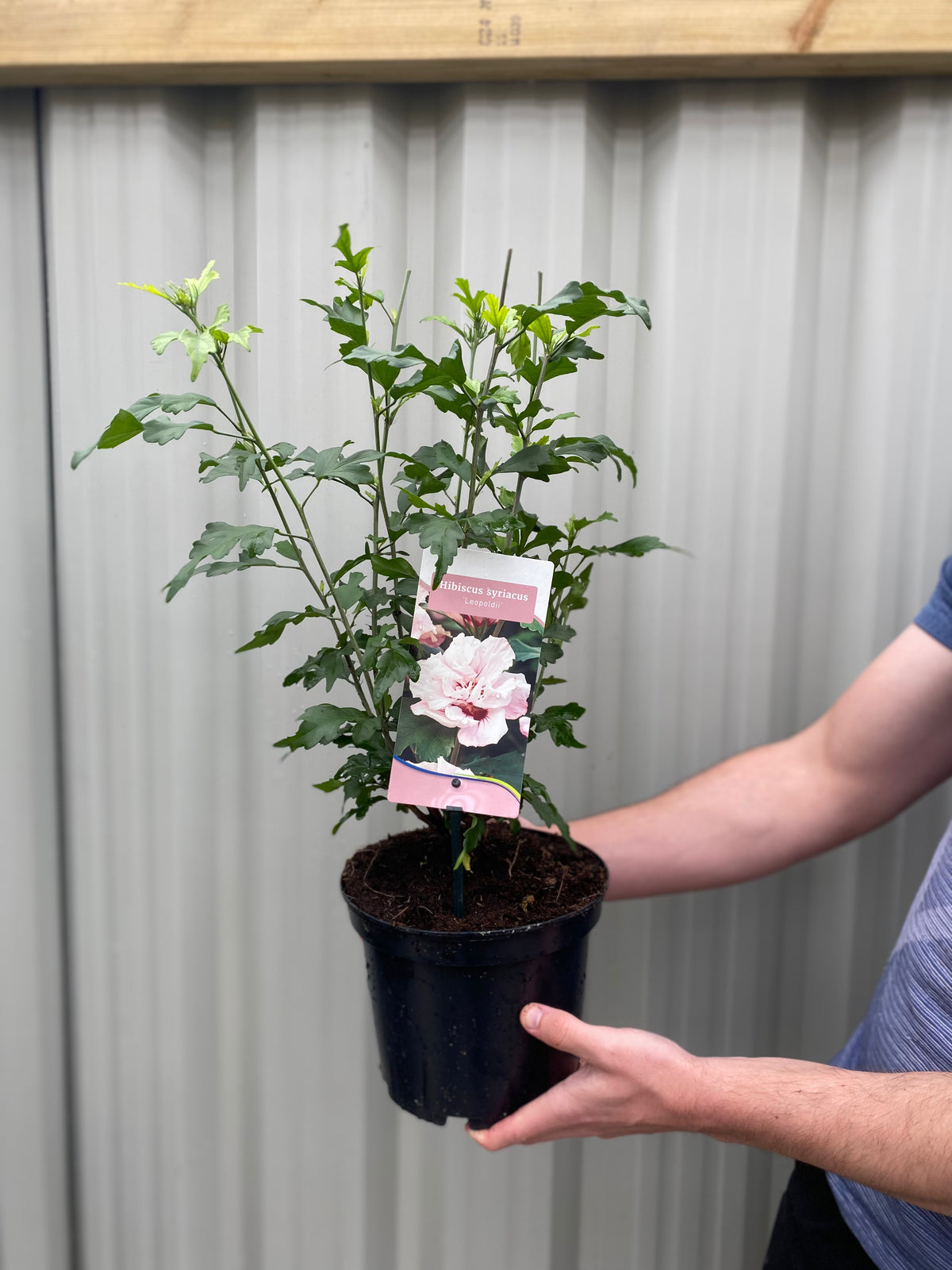 Hibiscus Syriacus &#39;Leopoldii&#39; - Pink