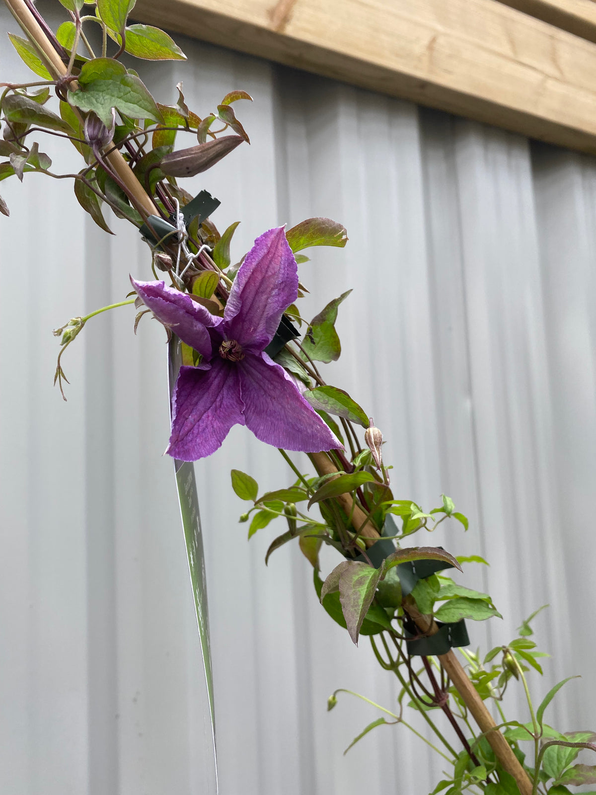 Clematis &#39;Sunny Sky&#39; 90-95cm