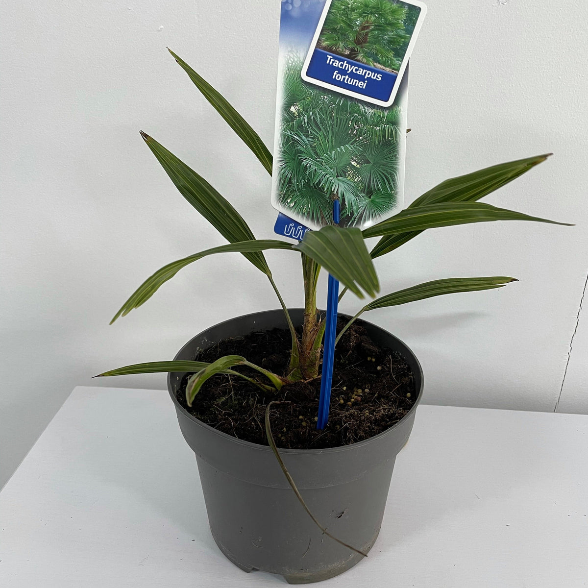 A small Trachycarpus Fortunei (Palm) in a gray pot, labeled with mature leaves. Its green fronds make it a low maintenance plant ideal for bringing a touch of tropical Mediterranean garden style to any setting.