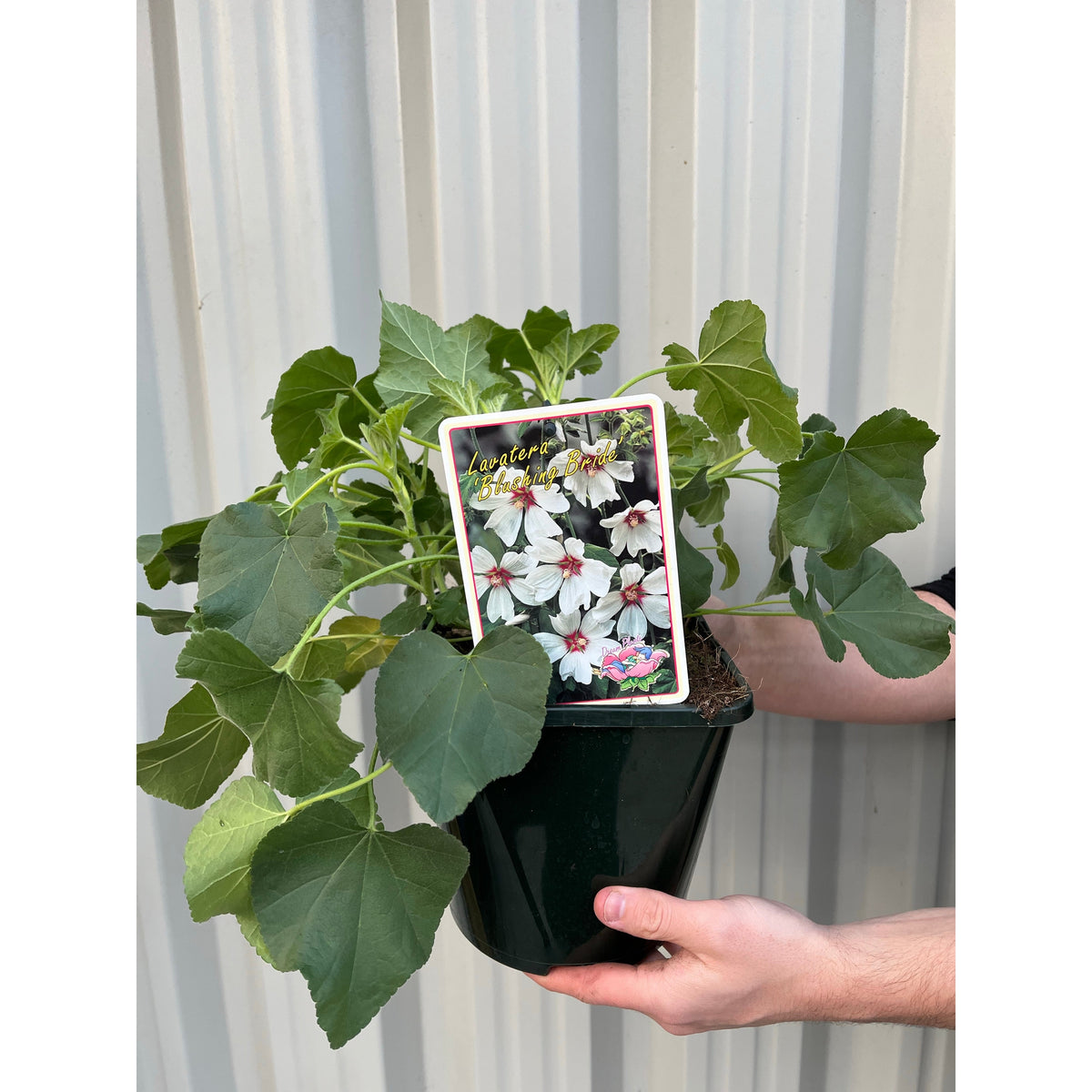 Lavatera &#39;Blushing Bride&#39; 2L