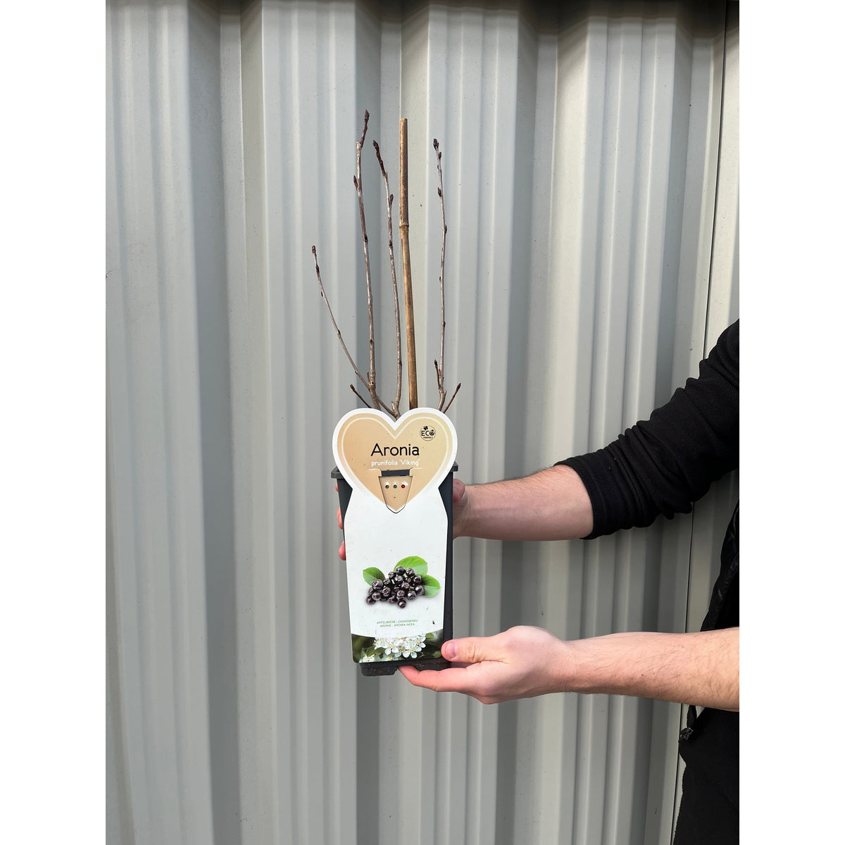 A person holds a Chokeberry Aronia arbutifolia ‘Viking’ 1L plant with bare branches in a pot. The label displays black berries, green leaves, and white spring flowers. Corrugated metal siding forms the background.