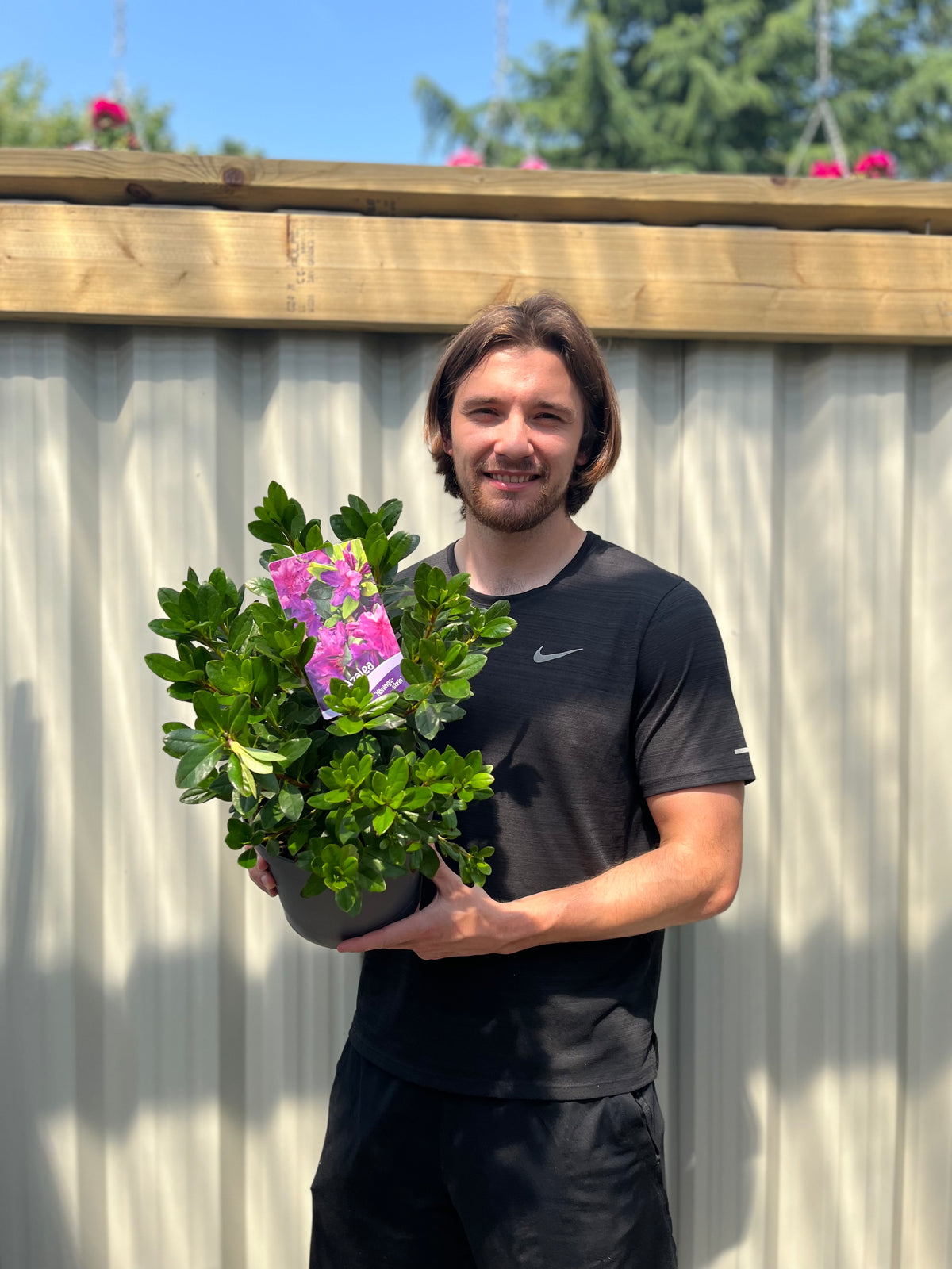 Azalea &#39;Koningstein&#39; 3L