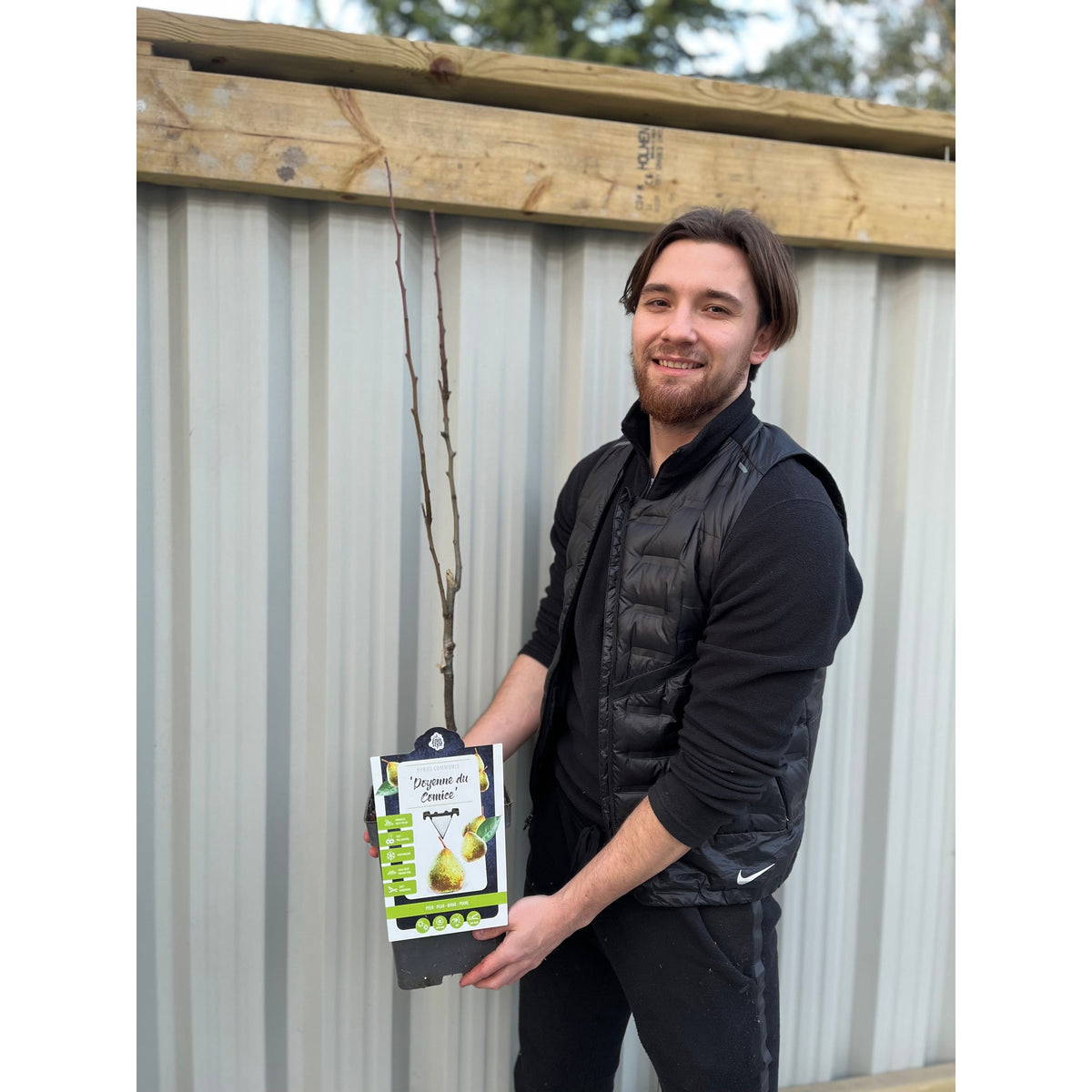 A smiling, bearded man in black holds a Dwarf/Patio Pear Tree - Pear &#39;Doyenne du Comice&#39; 1m in front of a corrugated metal fence and wooden beam. The plant label displays an image of pears.