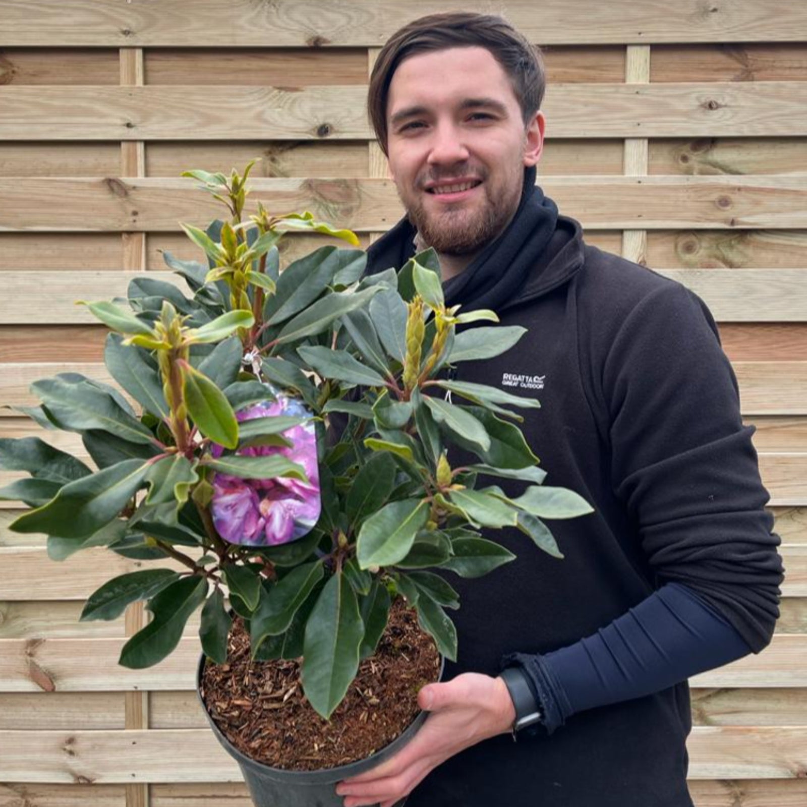 A man with short brown hair and a beard smiles while holding a Rhododendron 'Bluebell' 5L, an evergreen purple-flowering shrub ideal for sunny gardens, in front of a wooden fence.