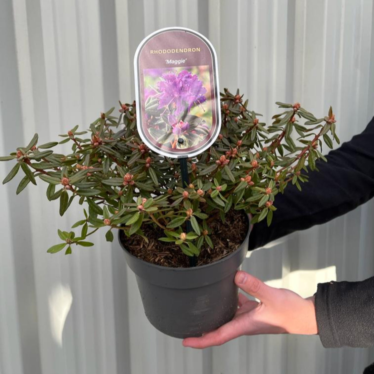 A person holds a Rhododendron &#39;Maggie&#39; 2L with green leaves and flower buds. A label with purple blooms is attached. The plant is shown against a corrugated metal wall.