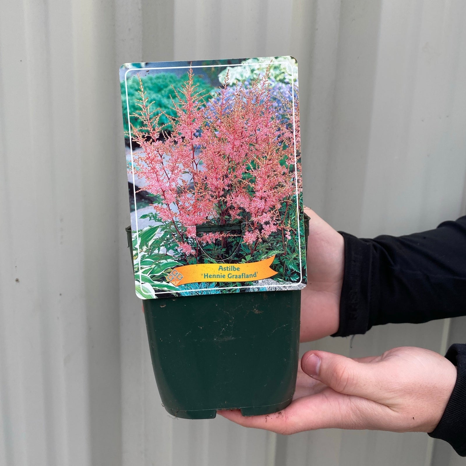 Astilbe 'Hennie Graafland' - Pink - 1.5L features tall, coral-pink flower plumes above green, fern-like foliage, adding vibrant color and texture to any garden.