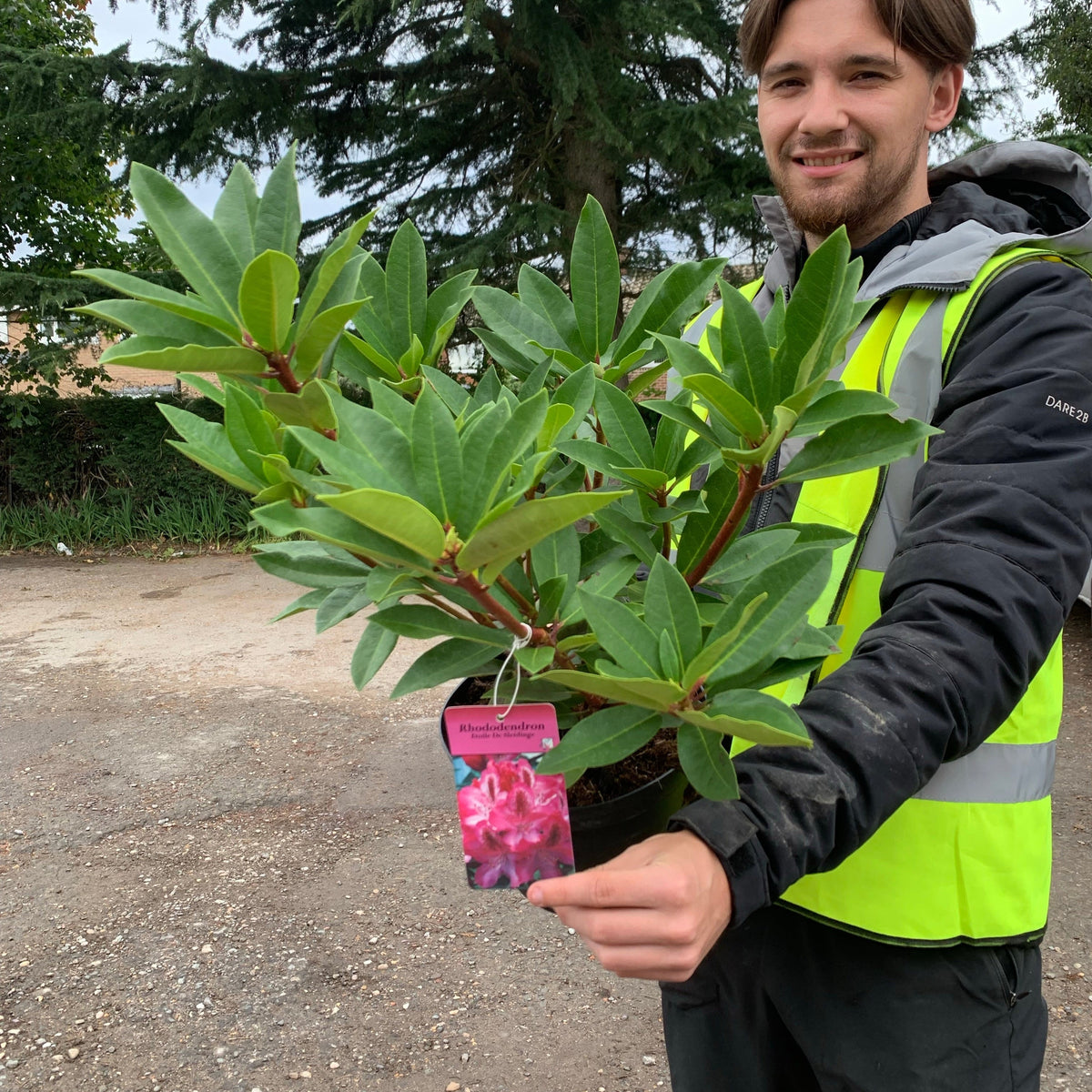 A smiling person in a yellow safety vest holds a Rhododendron &#39;Etoile De Sleidinger&#39; 5L with broad green leaves and a tag displaying pink trumpet blooms. Trees and a gravel area can be seen in the background.