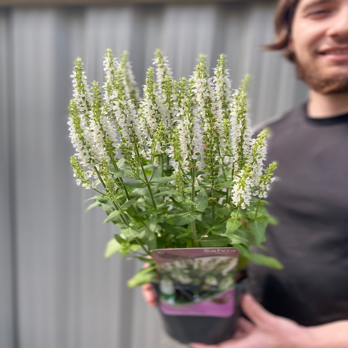 A person in a black shirt holds a Salvia &#39;Apex White&#39; 2L, a drought-tolerant plant with tall spikes of small white flowers and green leaves, standing before a corrugated metal background.