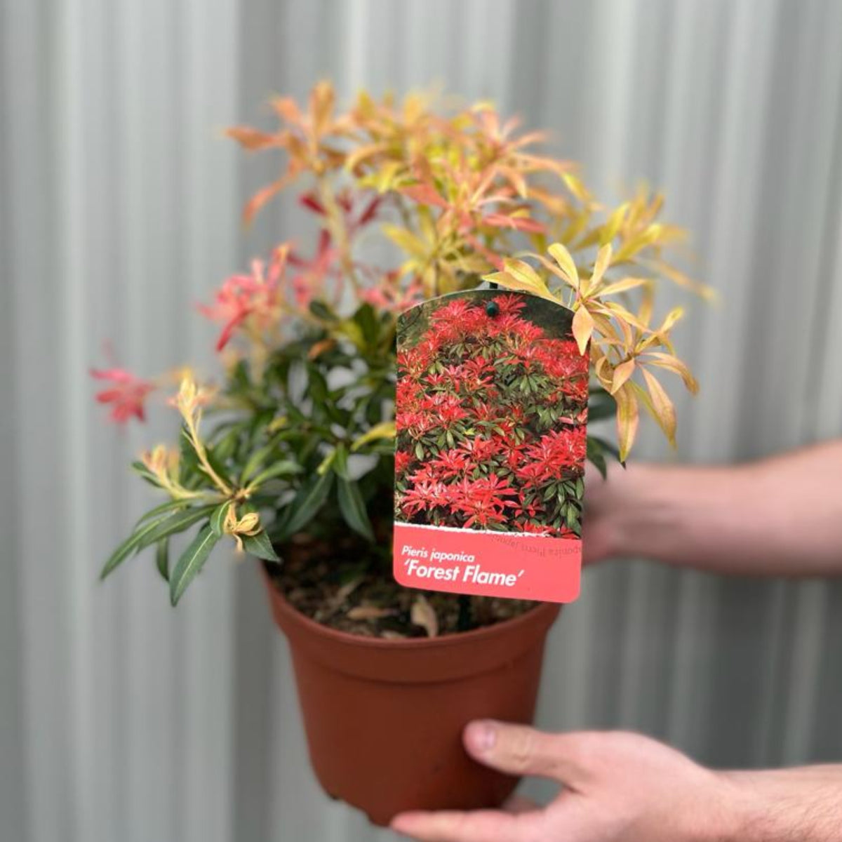 Someone holds a potted Pieris japonica Forest Flame (available in 2 sizes), an evergreen shrub with striking green and red foliage. The label displays the vivid red leaves and plant name, set against blurred grey vertical paneling.