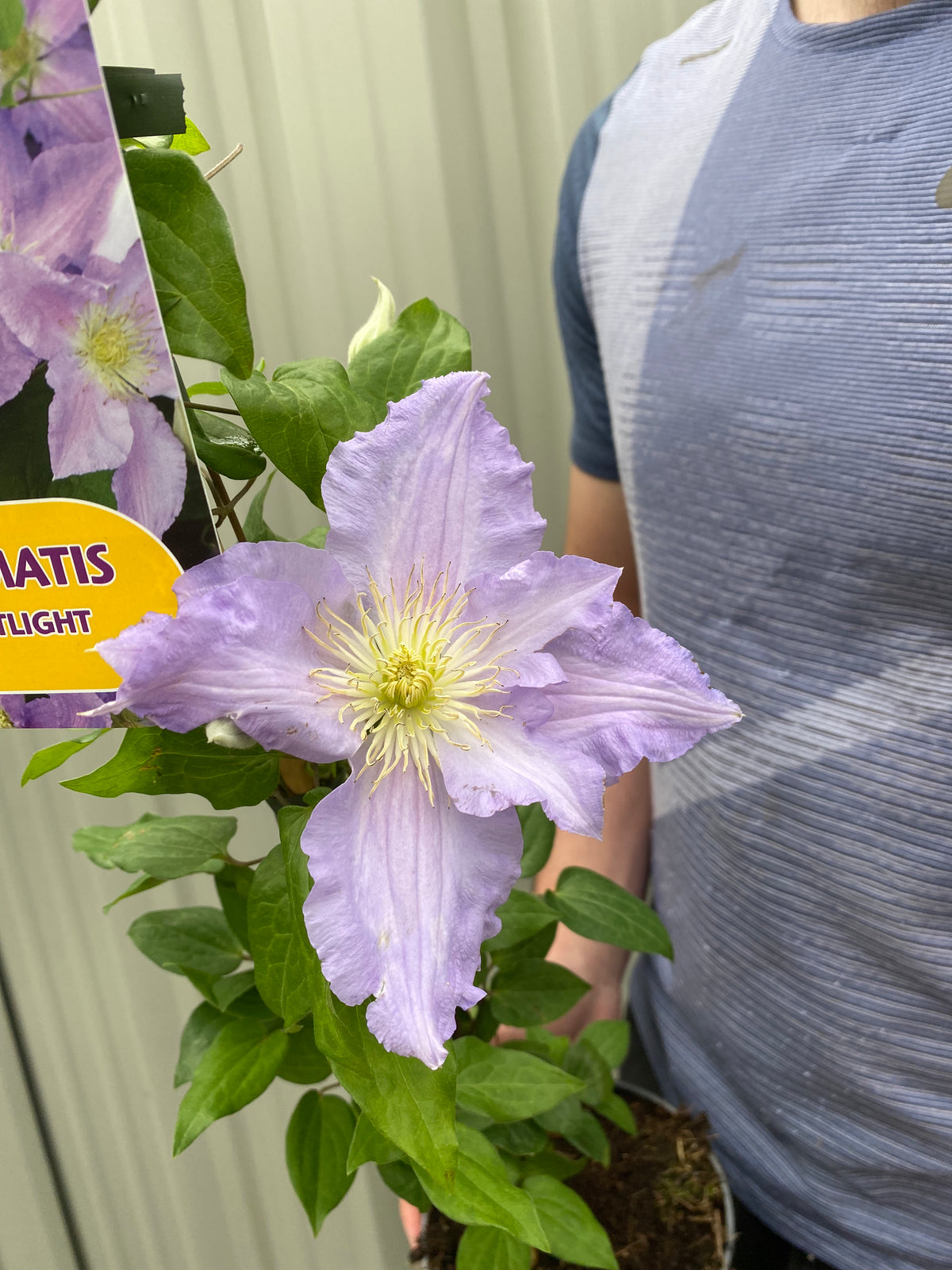 A person in a blue shirt holds a Clematis &#39;Spotlight&#39; 90-95cm, displaying its large light purple bloom and green leaves. The vibrant flowers stand out against the greenery, with a metal fence visible in the background.