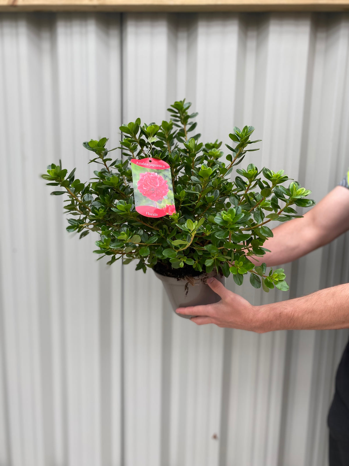 Azalea Florida 1.5L / 5L