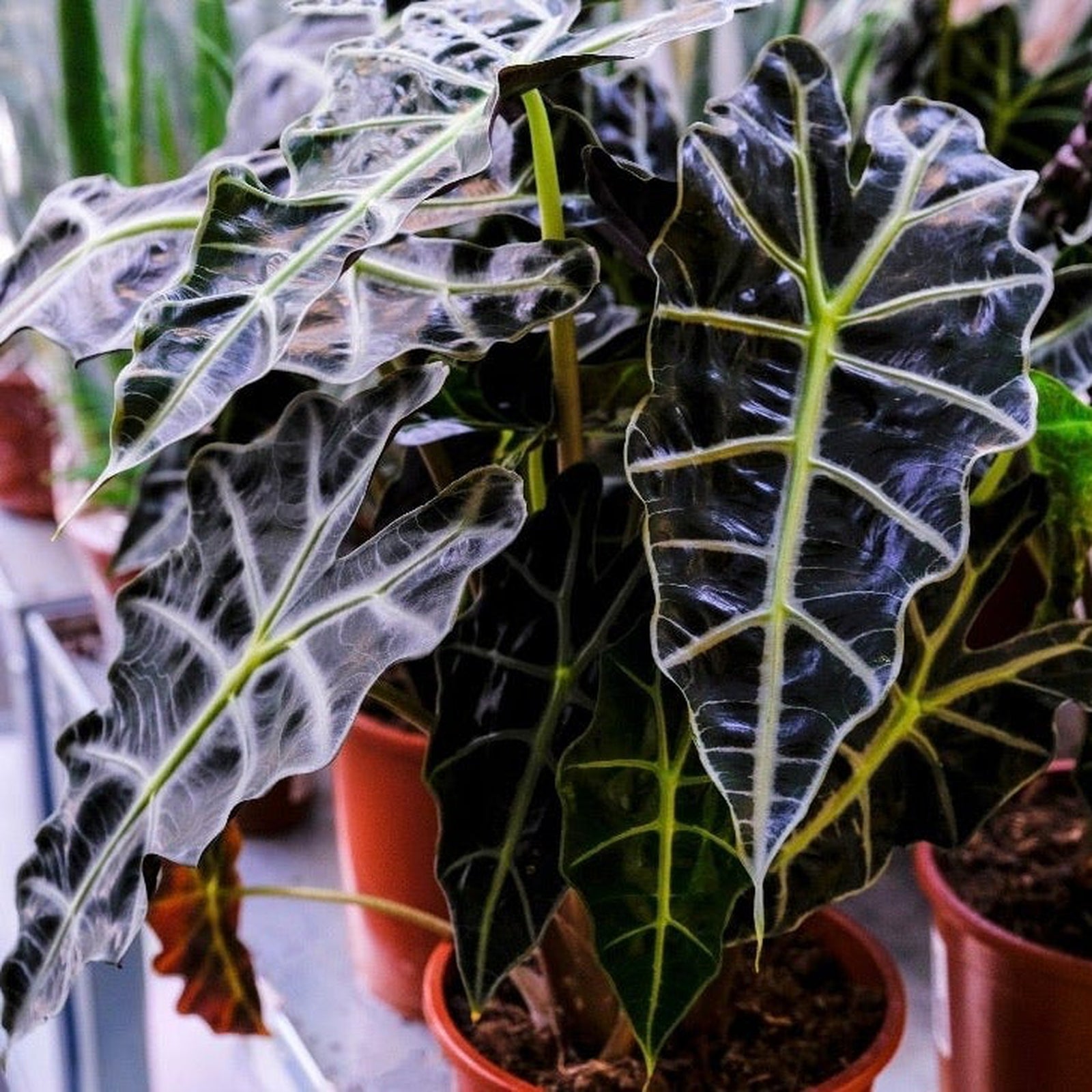 A close-up of Alocasia (Elephant's Ear) 35-40cm in brown pots, showcasing its dark green, arrow-shaped leaves with bold white veins, arranged on a shelf among other plants.
