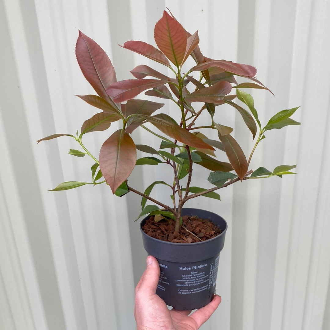 A hand holds a Photinia Red Robin in a 12cm black pot. This fast-growing evergreen shrub has reddish-brown and green leaves, shown against a light-colored, vertically ridged background.