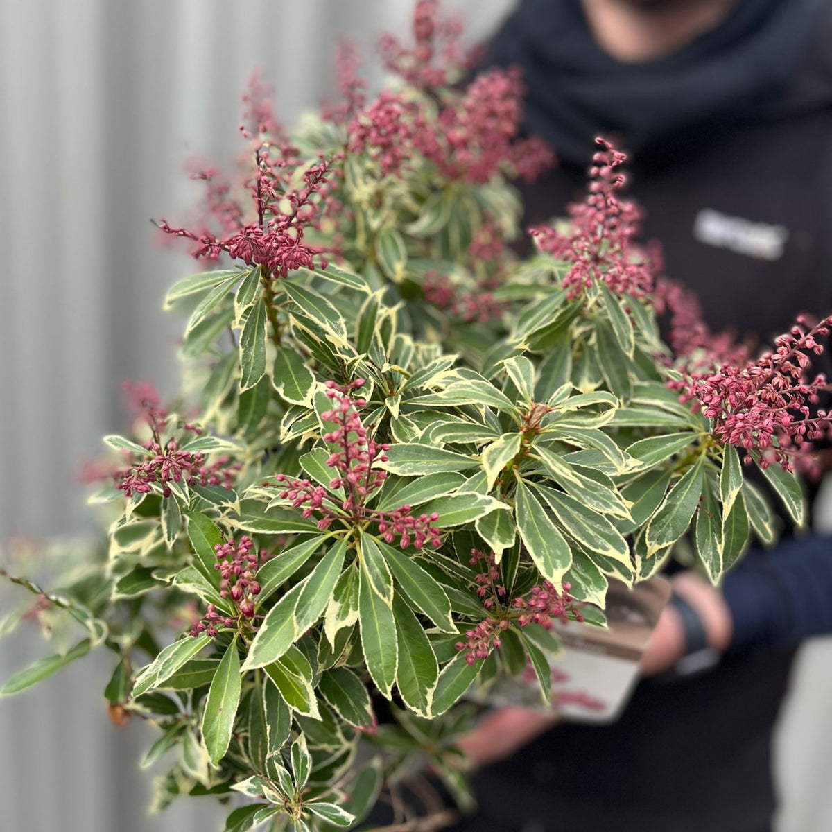 A person holds a Pieris japonica &#39;Polar Passion&#39; 3L, an evergreen shrub with variegated green leaves edged in cream and clusters of dark pink flowers. The blurred background highlights the plant&#39;s vibrant foliage and blooms.