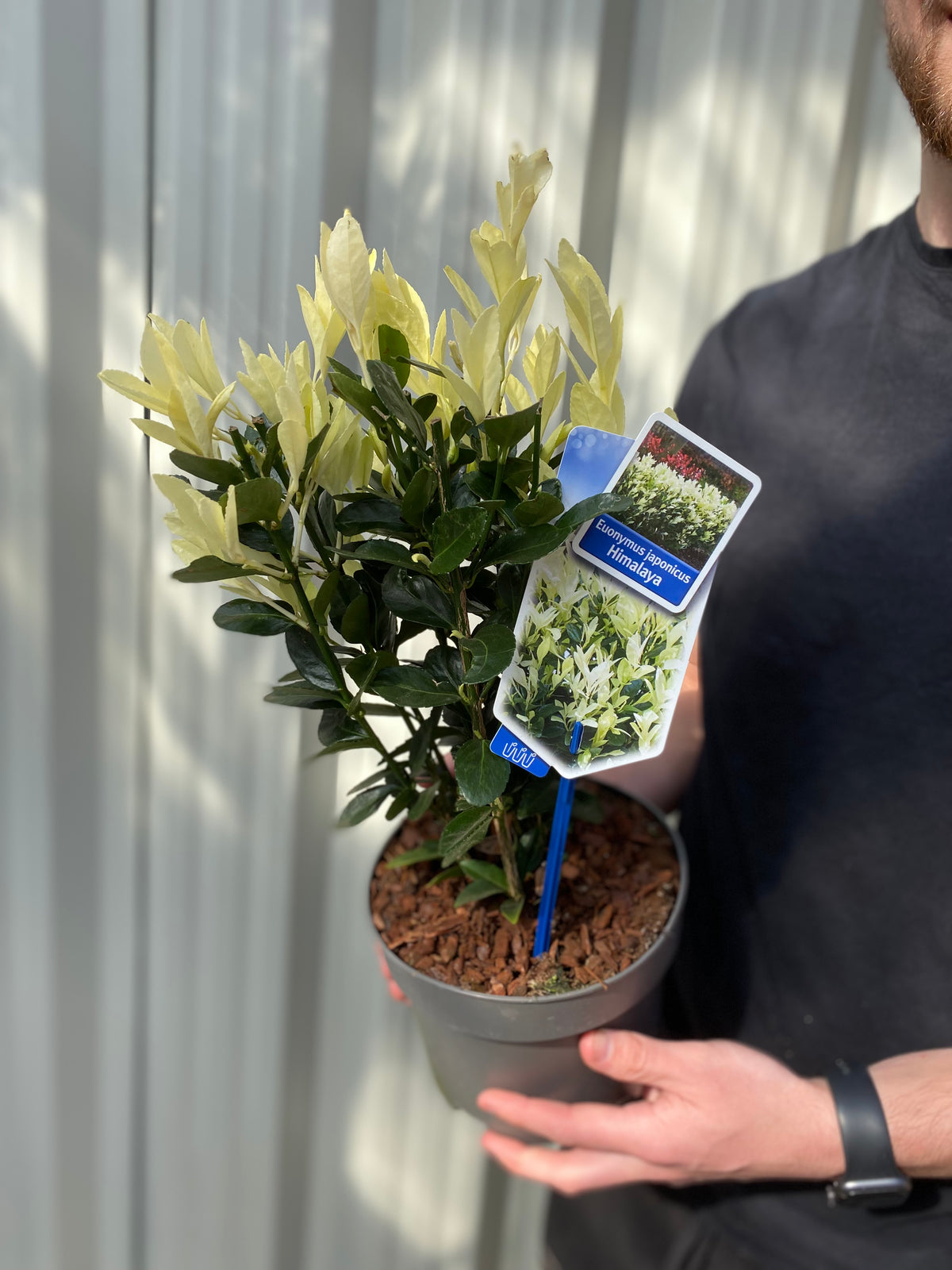 Euonymus japonica &#39;Himalaya&#39; 9cm/2L/5L