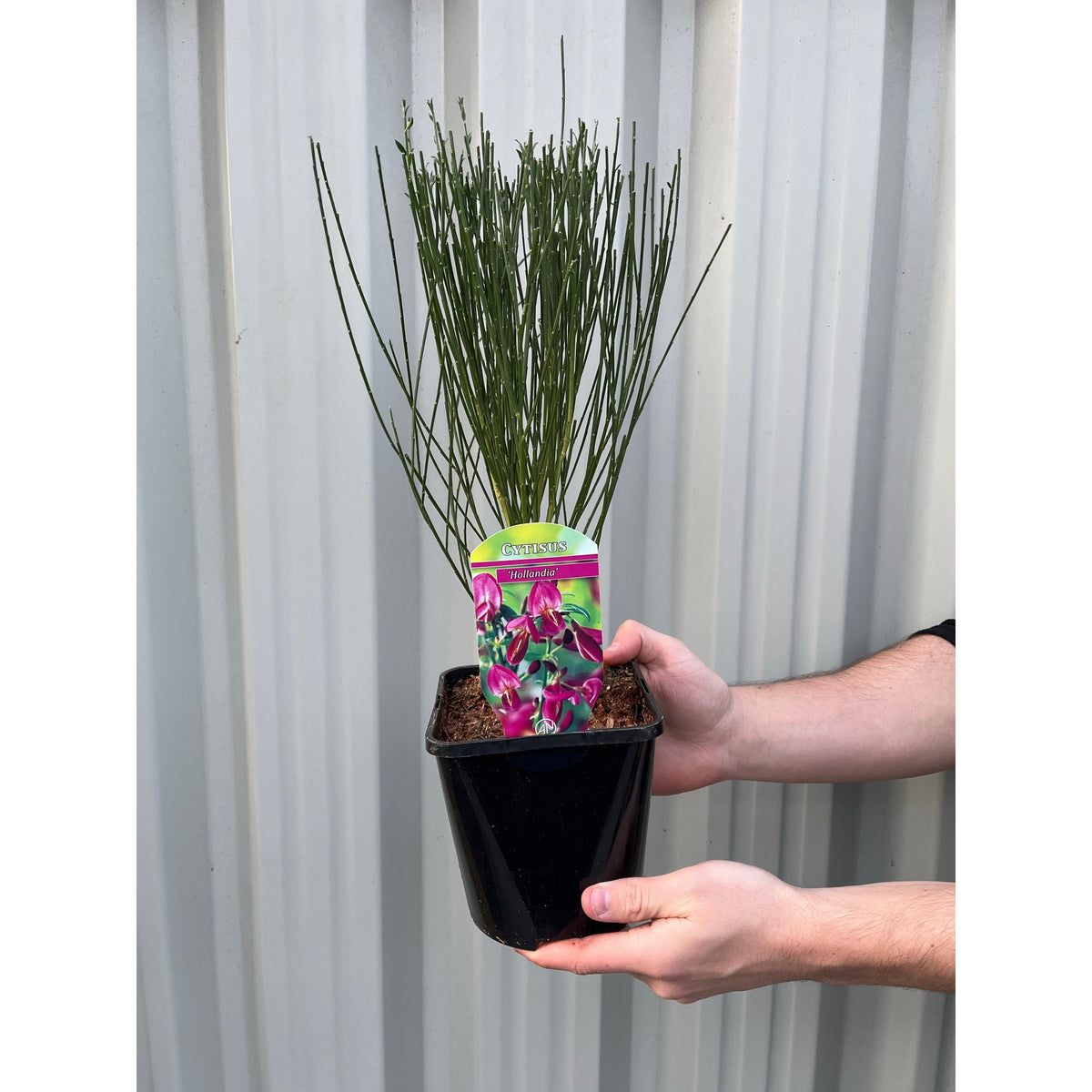 Cytisus &#39;Hollandia&#39; (Broom) Pink 2L