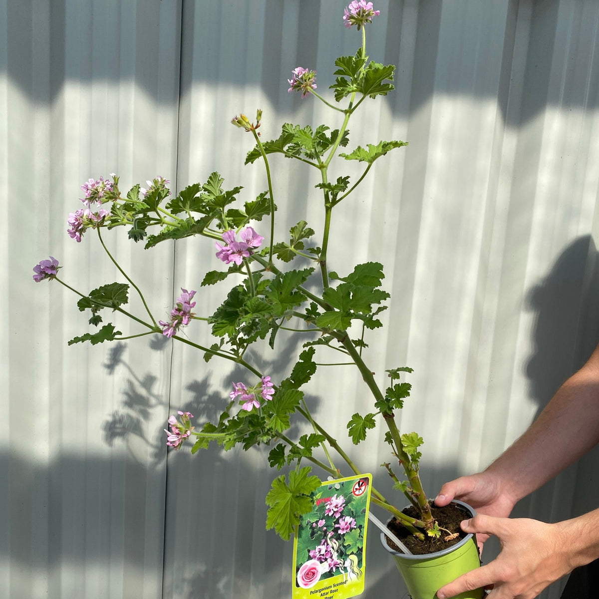 Scented Pelargonium (Scented Geranium) &#39;Rose&#39;