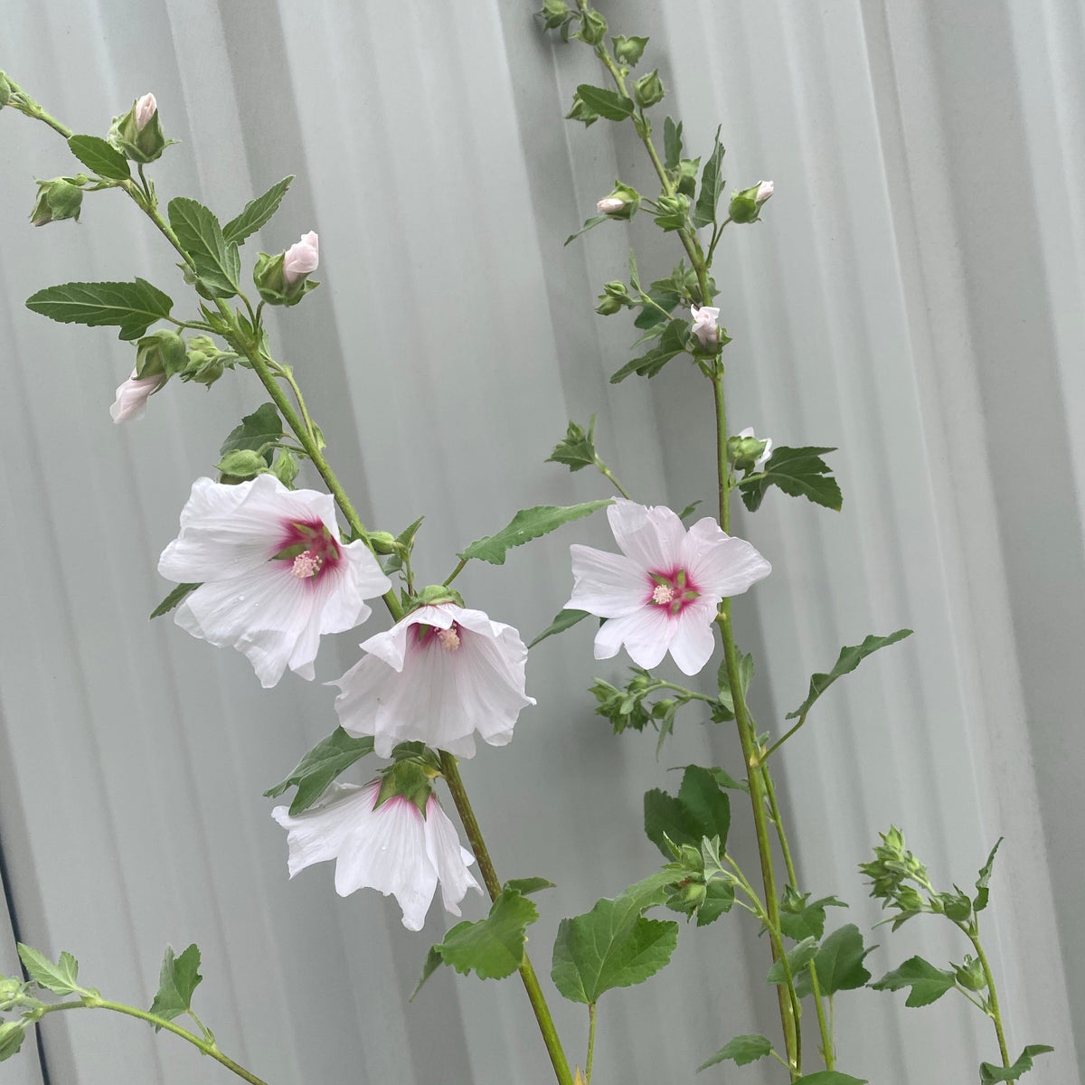 Lavatera &#39;Blushing Bride&#39; 2L
