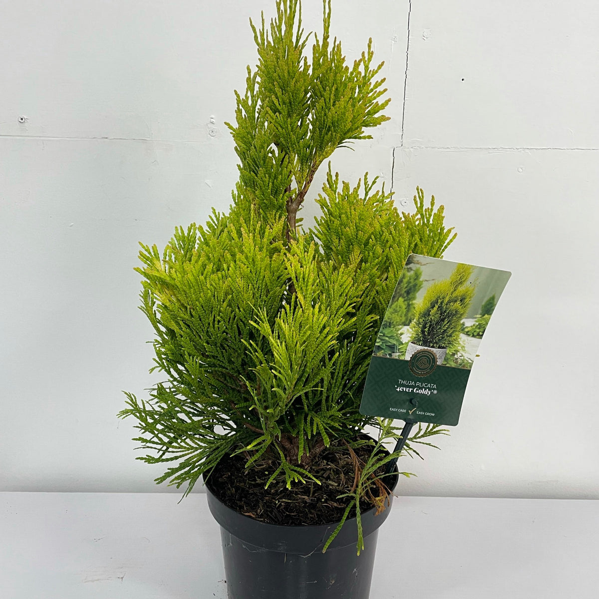 Thuja Plicata &#39;4ever Goldy&#39; 2L