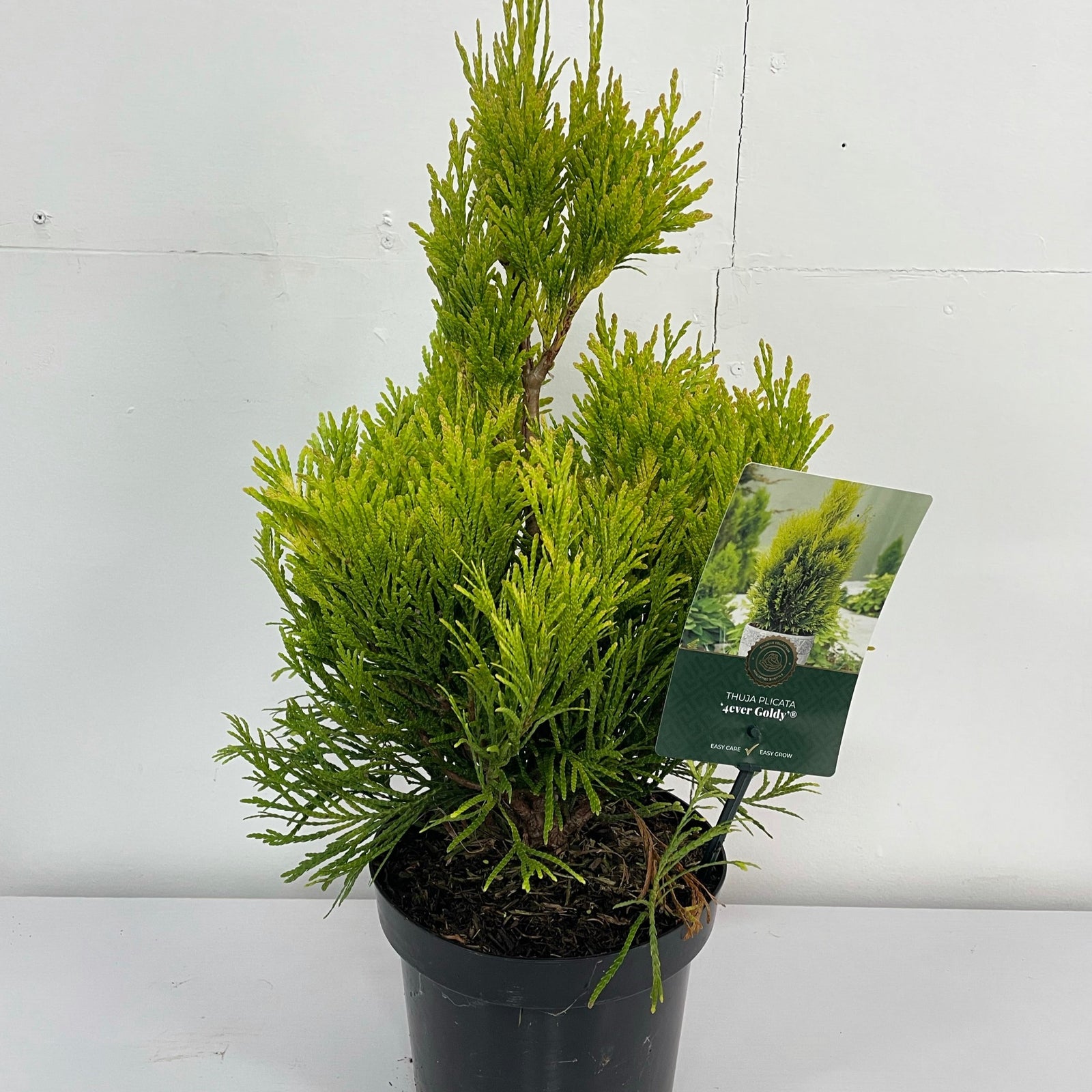 Thuja Plicata '4ever Goldy' 2L