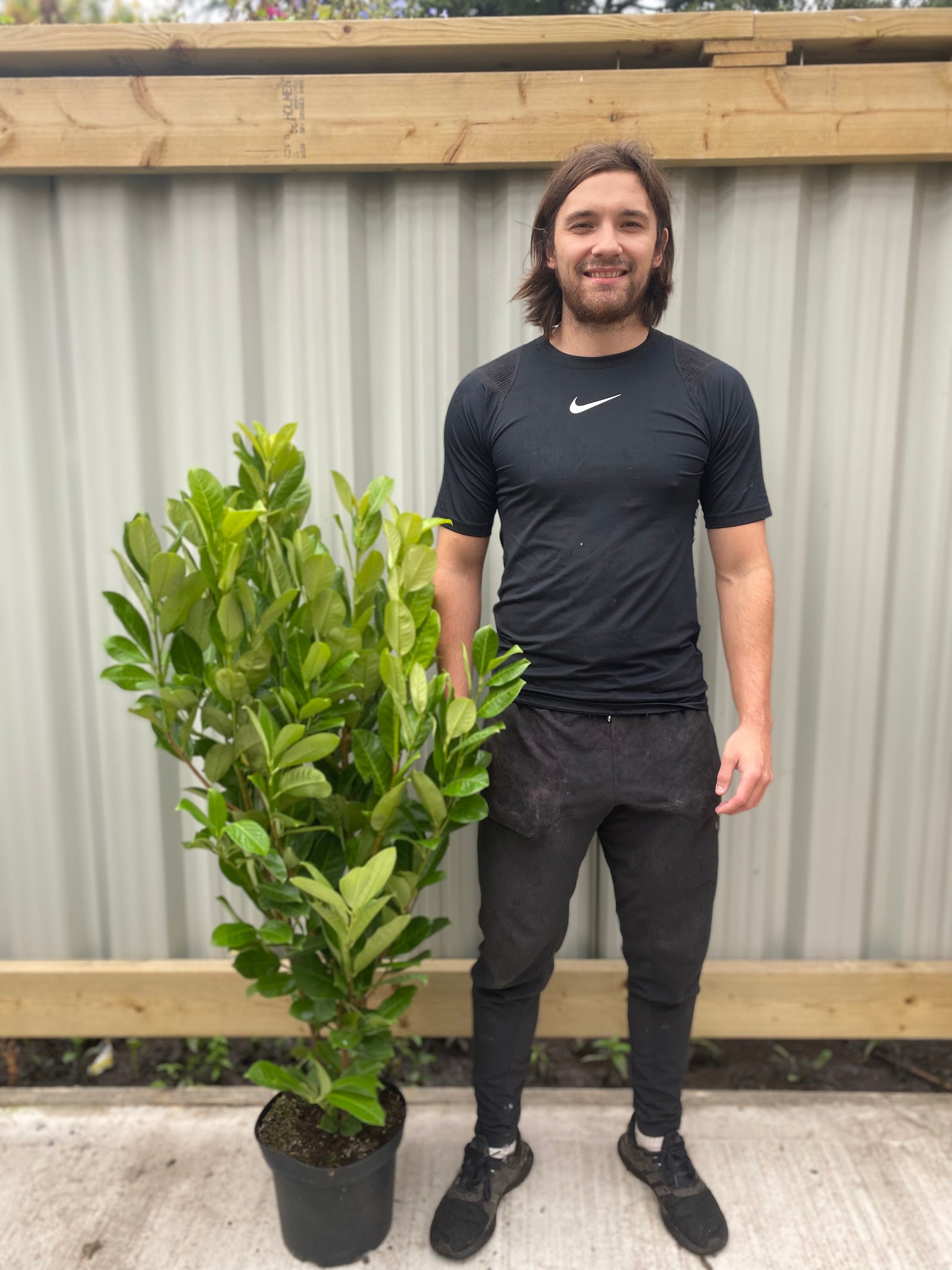 4-5ft Potted Cherry Laurel Hedging (120-150cm)
