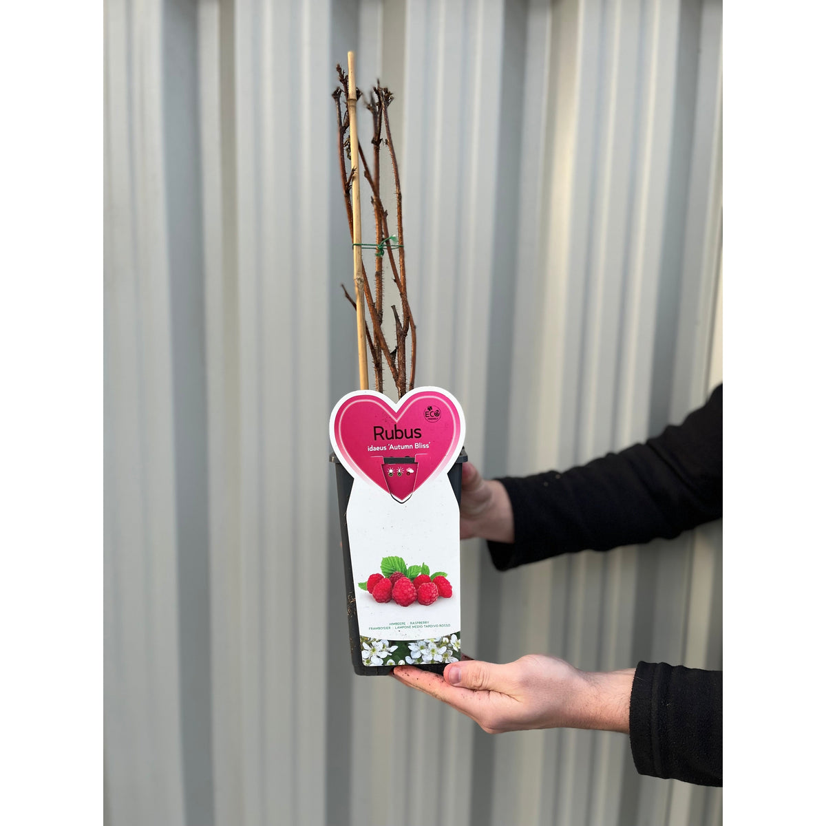 Autumn Bliss Raspberry Canes 1L