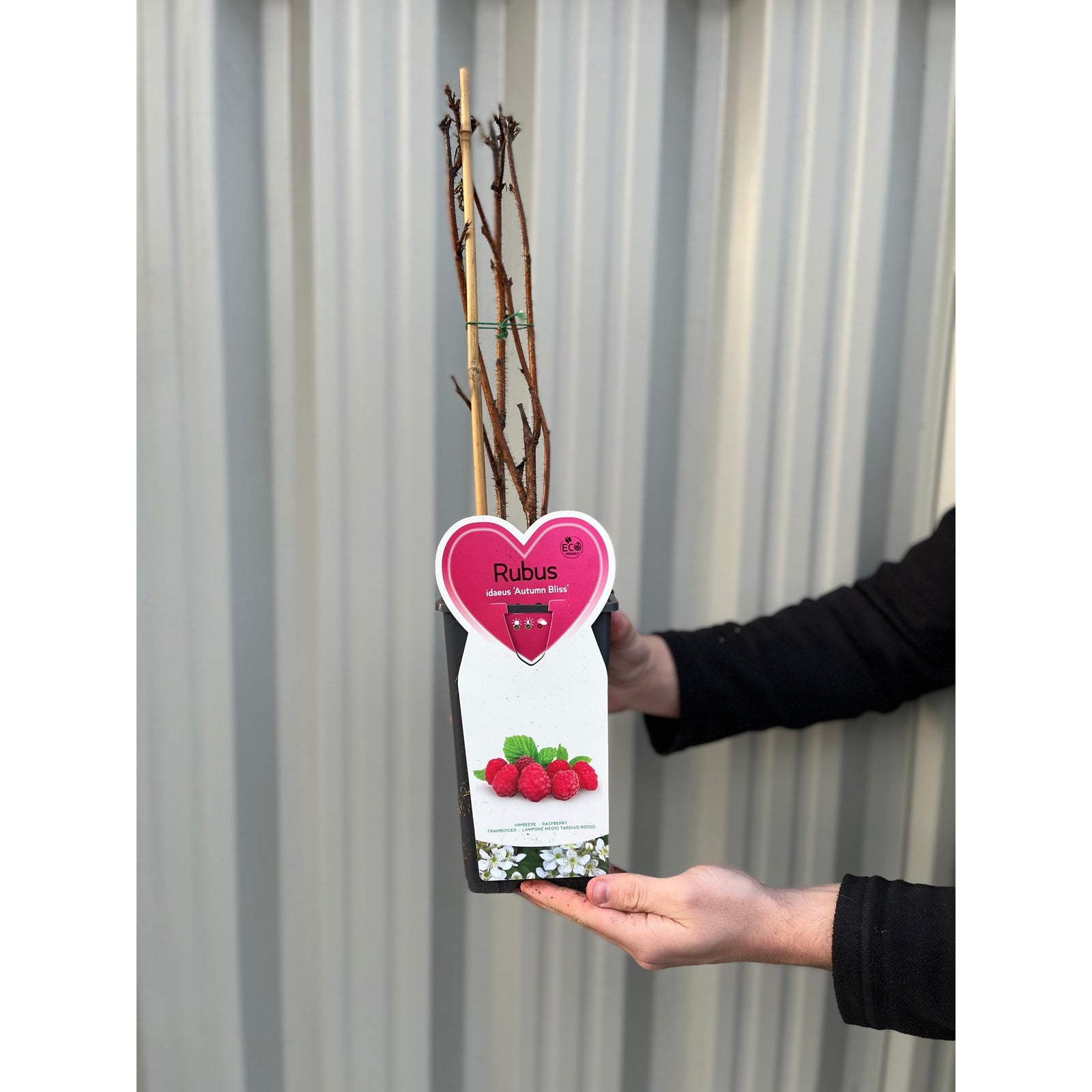 Autumn Bliss Raspberry Canes 1L