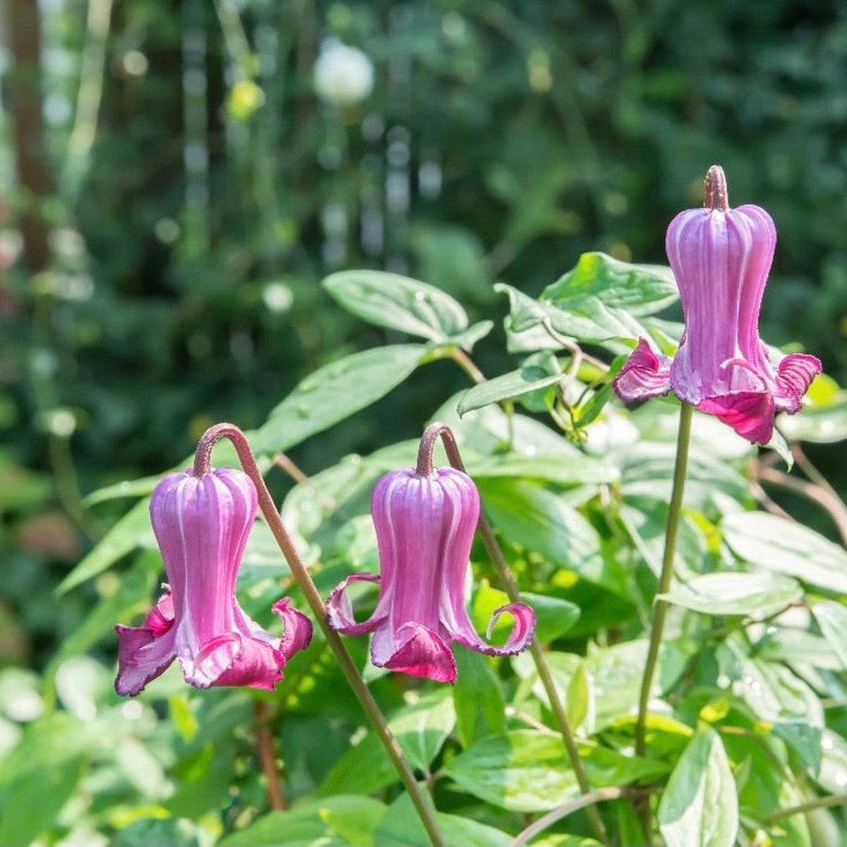 Clematis &#39;Queen Mother &#39; 75cm